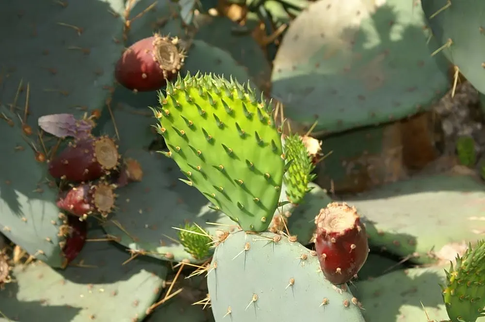 Sprawling Prickly Pear (Opuntia Phaeacantha) — The Sprawling Prickly Pear (Opuntia phaeacantha); this low-maintenance plant thrives in full sun and, image 47
