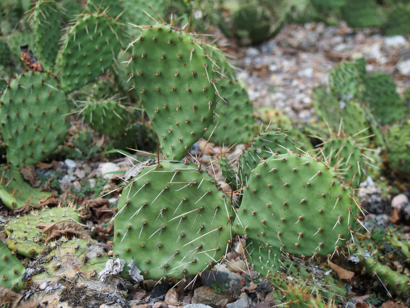 Sprawling Prickly Pear (Opuntia Phaeacantha) — be mindful of its thorny presence and consider its placement away from high-traffic areas