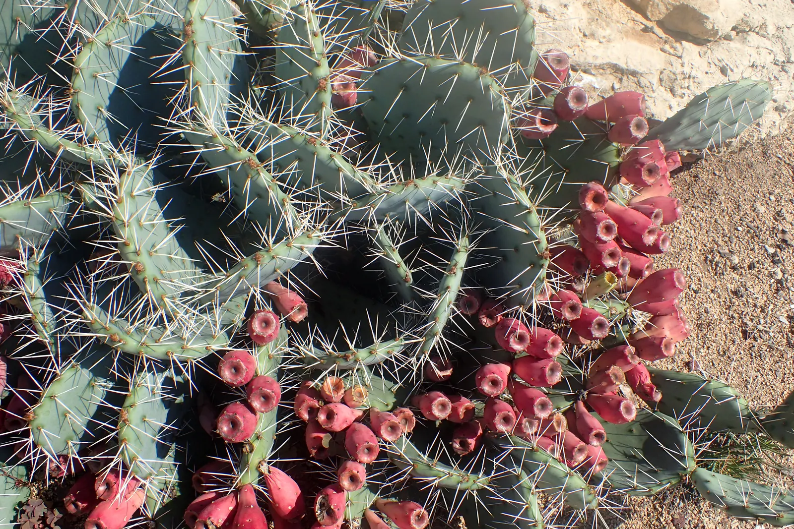 Sprawling Prickly Pear (Opuntia Phaeacantha) — It is well-suited for USDA zones 6 through 9