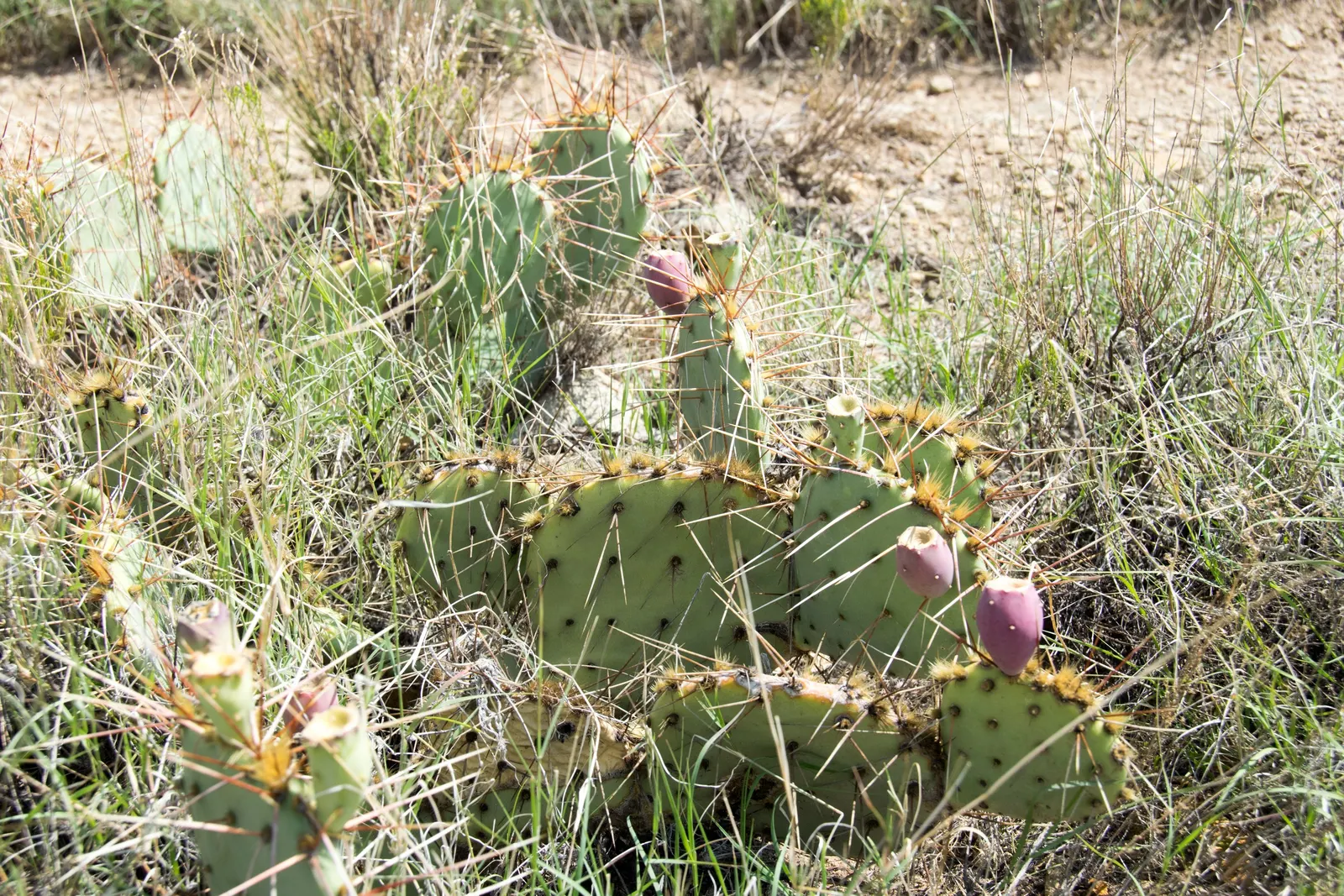 Sprawling Prickly Pear (Opuntia Phaeacantha) — These pads can be up to 6 to 9 inches long; making it ideal for xeriscapes