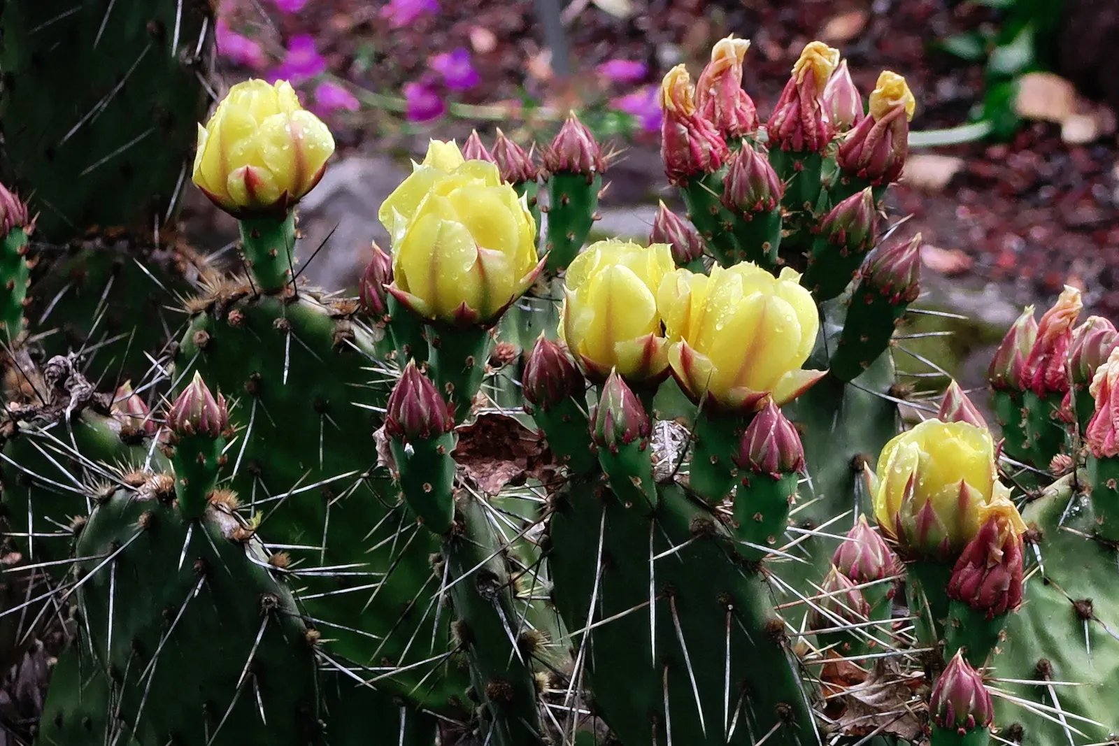 Sprawling Prickly Pear (Opuntia Phaeacantha) — and as a ground cover in USDA zones 6-11; the Opuntia phaeacantha is an excellent choice for xeriscaping