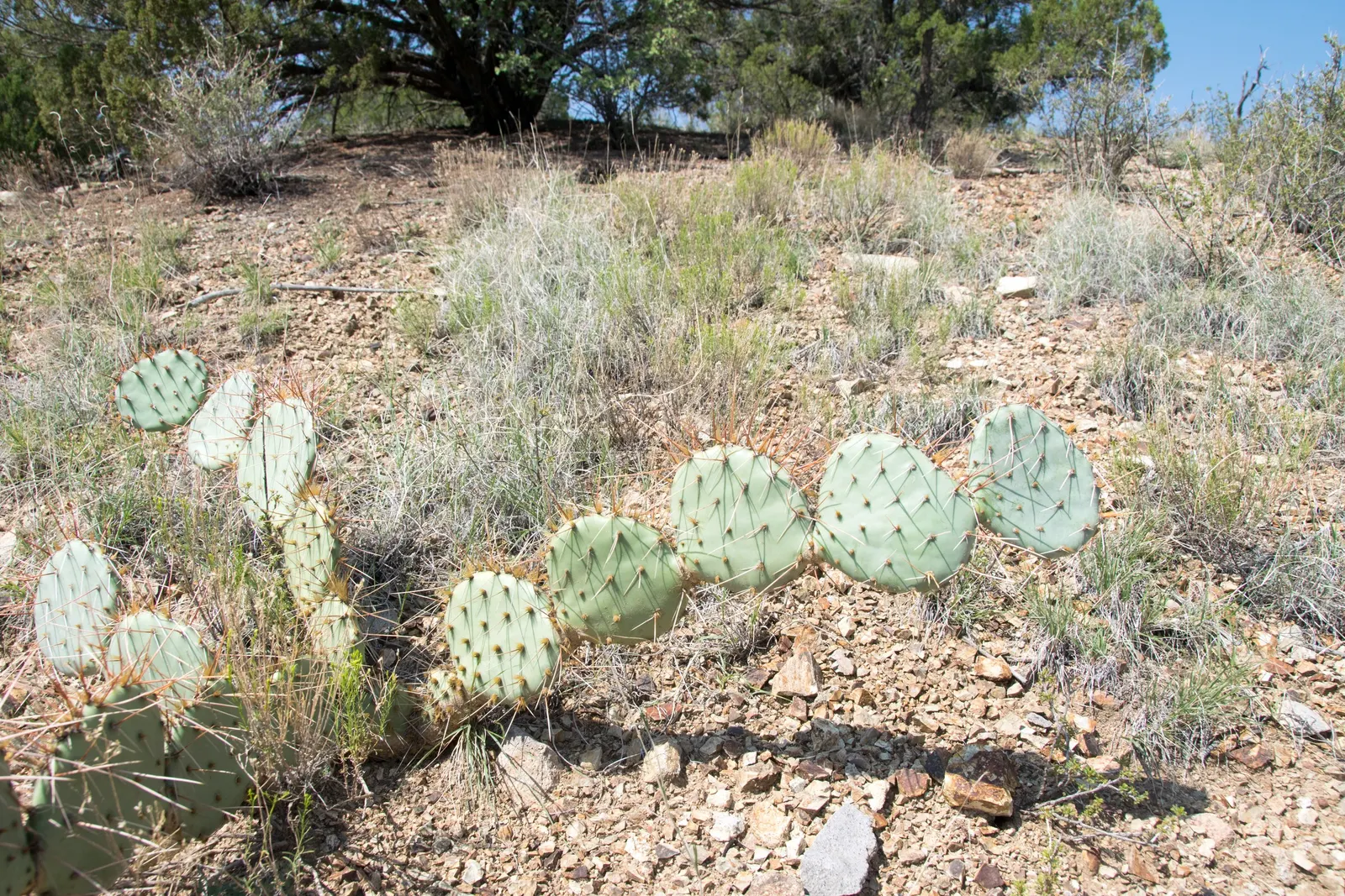 Sprawling Prickly Pear (Opuntia Phaeacantha) — making it ideal for xeriscapes; with a spread that can reach up to 4 to 6 feet, image 51