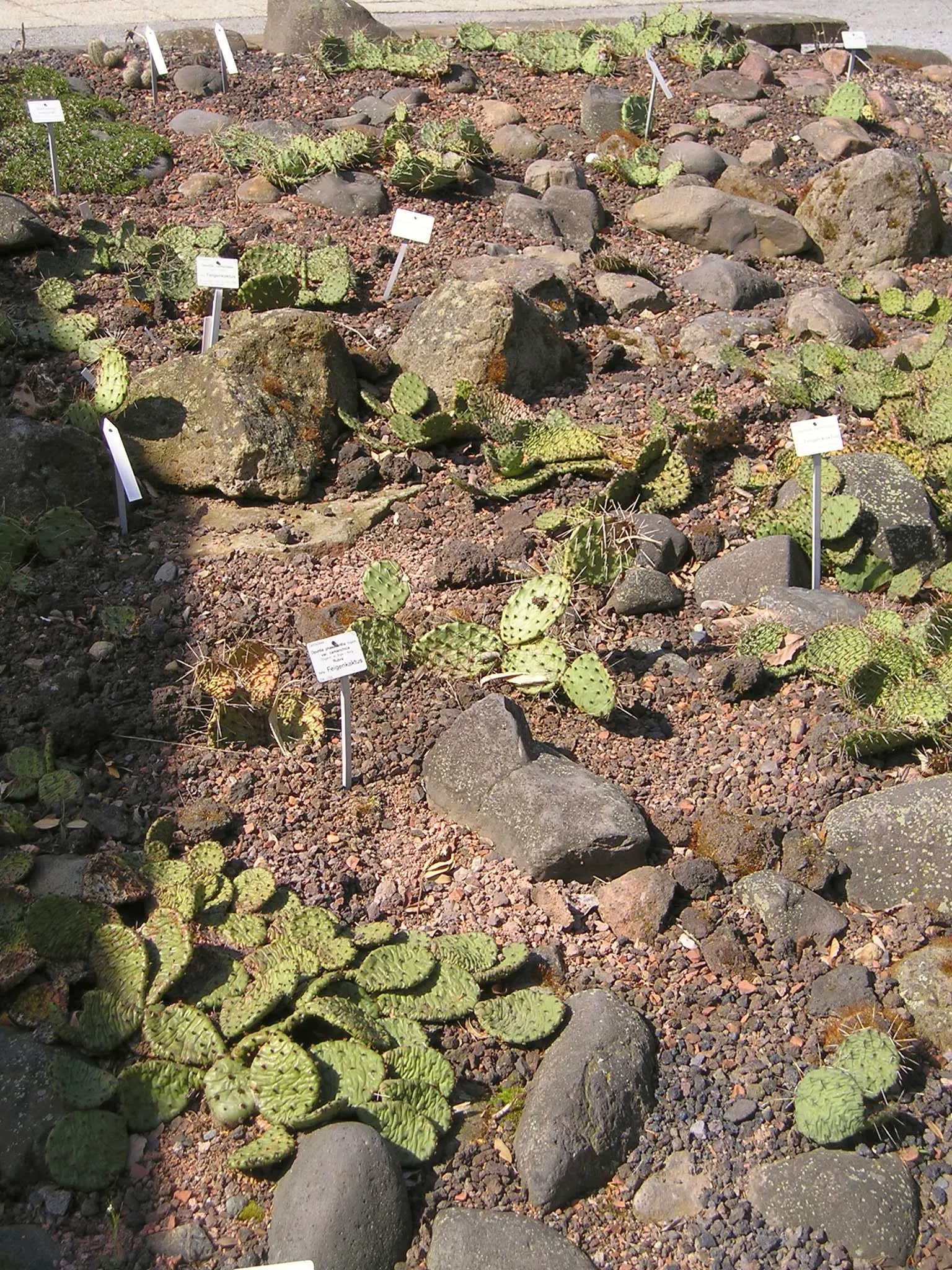 Sprawling Prickly Pear (Opuntia Phaeacantha) — It produces yellow to orange blooms with a diameter of 2-3 inches, followed by purplish fruits; regular watering