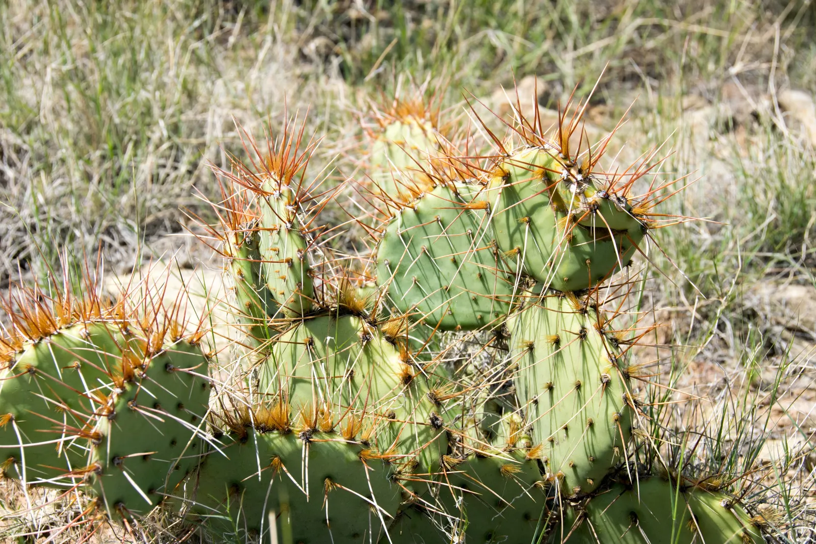 Sprawling Prickly Pear (Opuntia Phaeacantha) — which are edible and often attract local wildlife.<br><br>Due to its drought-tolerant nature; it is well-suited