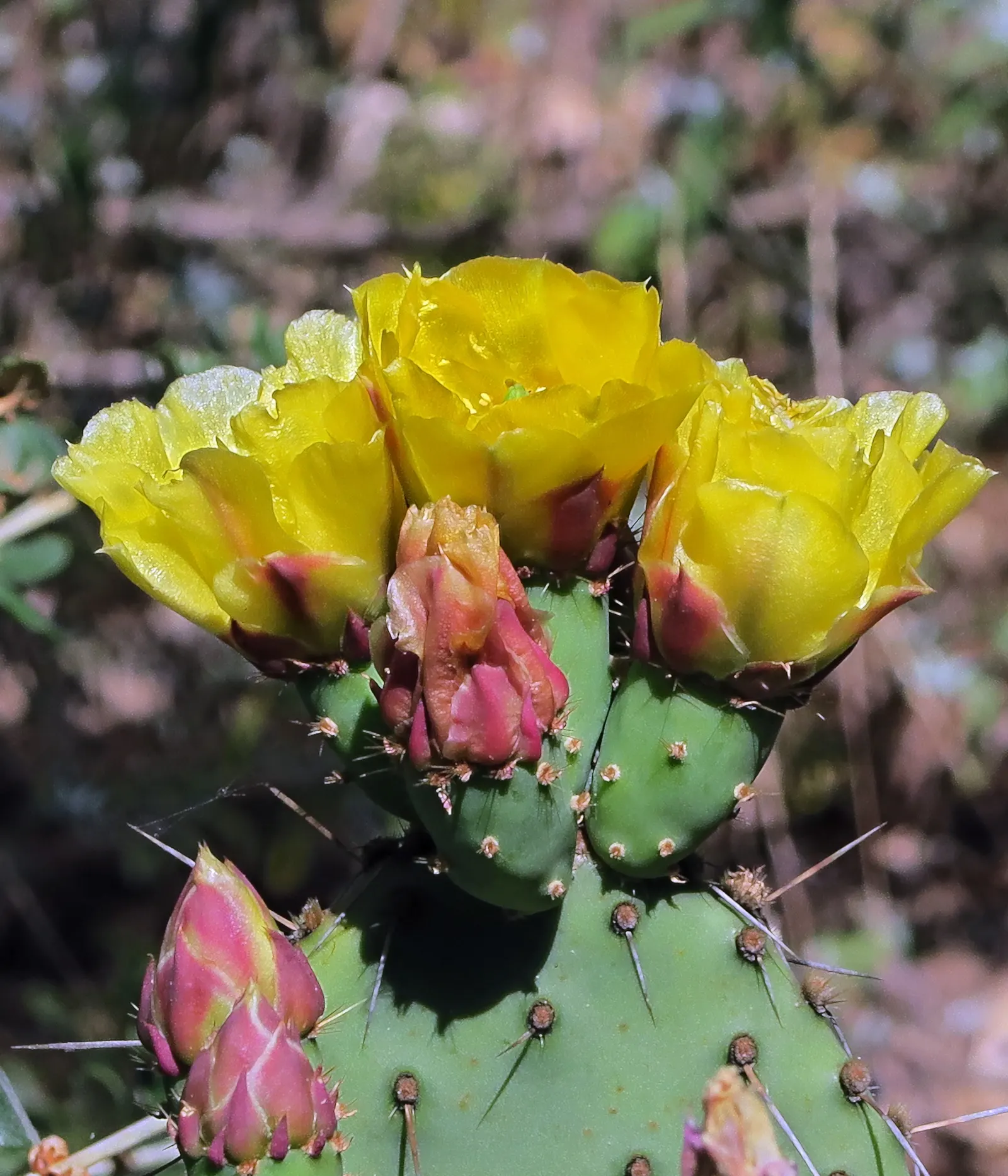 Sprawling Prickly Pear (Opuntia Phaeacantha) — During the late spring to early summer
