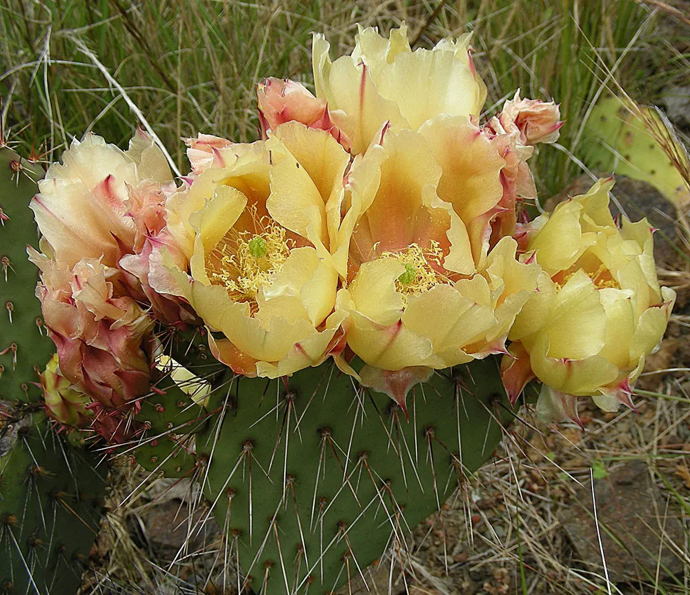 Sprawling Prickly Pear (Opuntia Phaeacantha) — This US native cactus has a sprawling habit and grows moderately to an average height of 2 to 3 feet