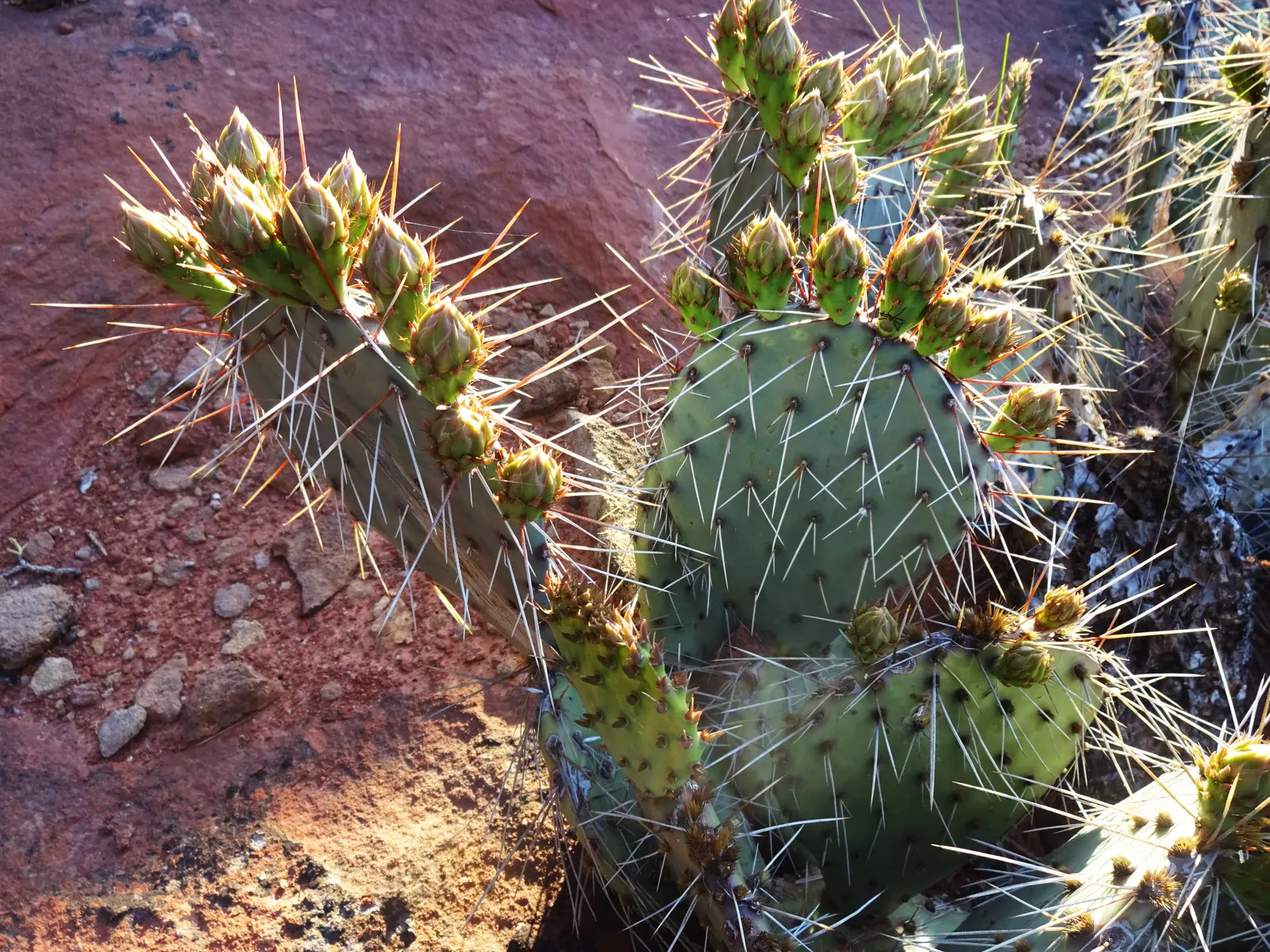 Sprawling Prickly Pear (Opuntia Phaeacantha) — with a spread that can reach up to 4 to 6 feet; during the late spring to early summer, image 55