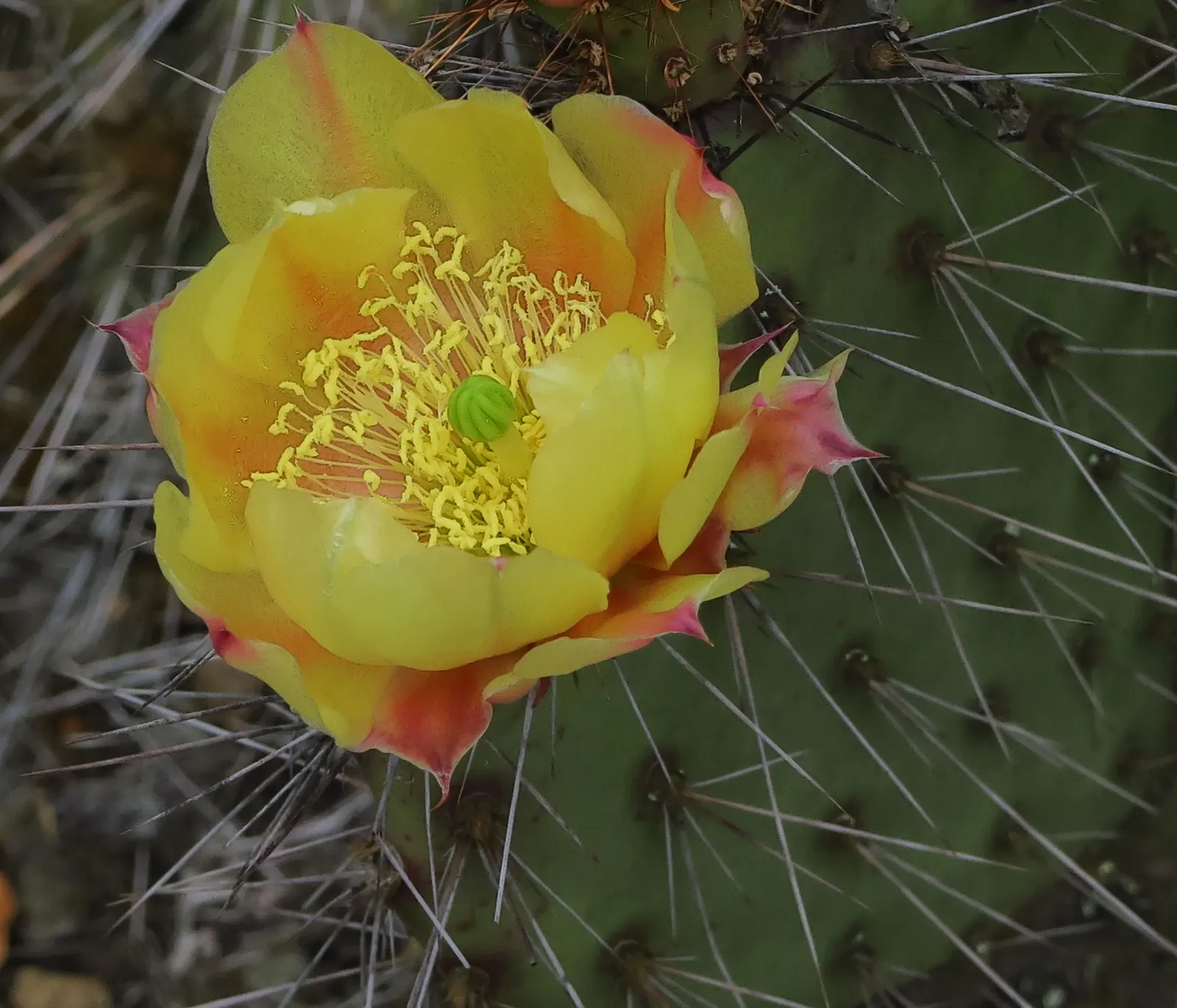 Sprawling Prickly Pear (Opuntia Phaeacantha) — The Sprawling Prickly Pear (Opuntia phaeacantha)