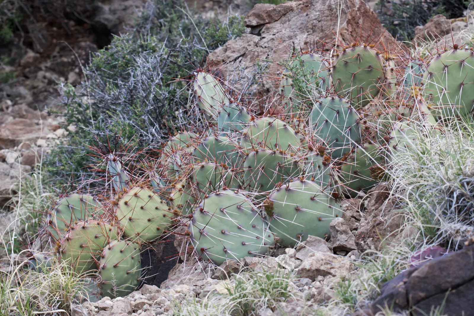 Sprawling Prickly Pear (Opuntia Phaeacantha) — It produces yellow to orange blooms with a diameter of 2-3 inches, followed by purplish fruits, image 49