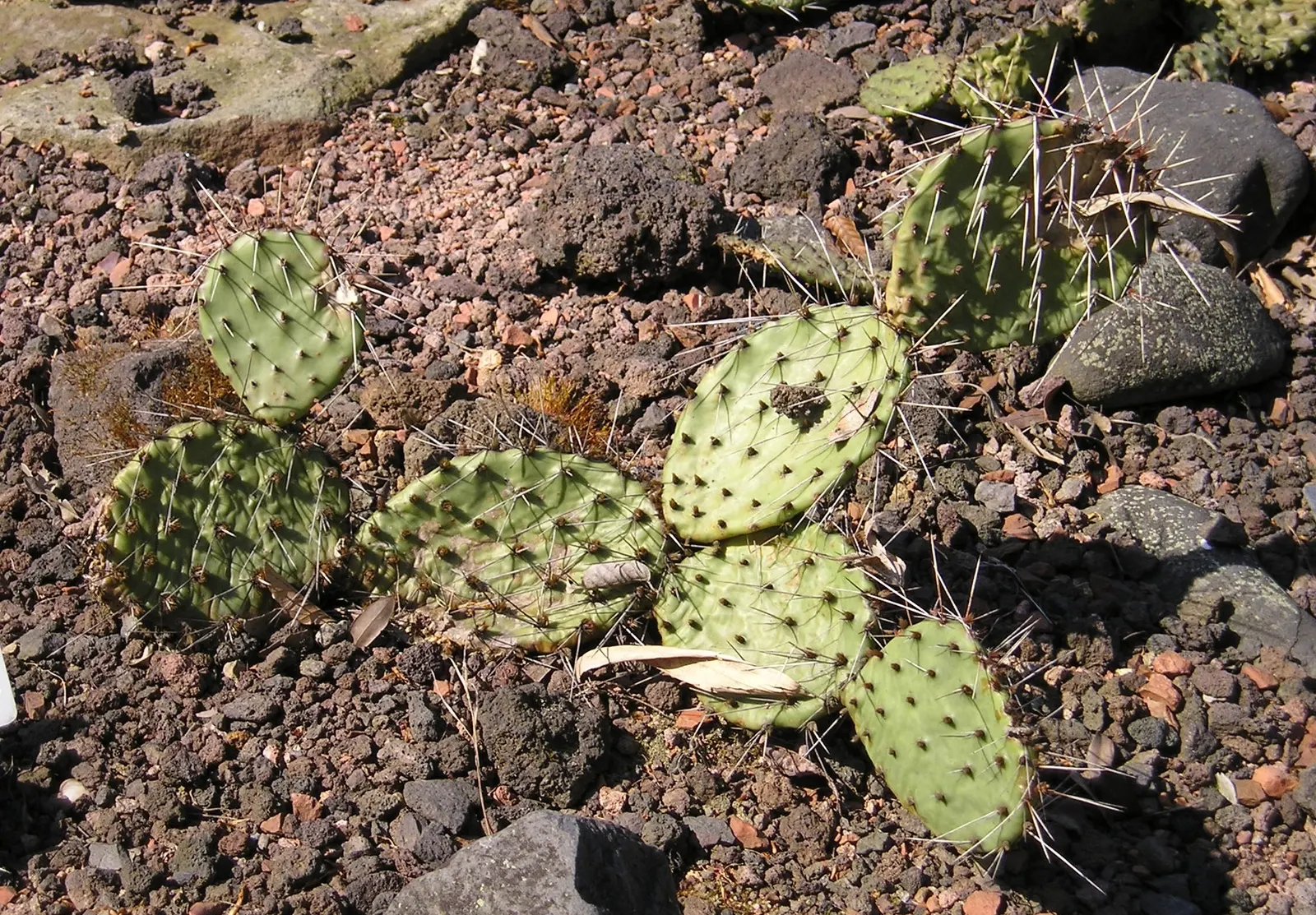 Sprawling Prickly Pear (Opuntia Phaeacantha) — yellow flowers in the garden