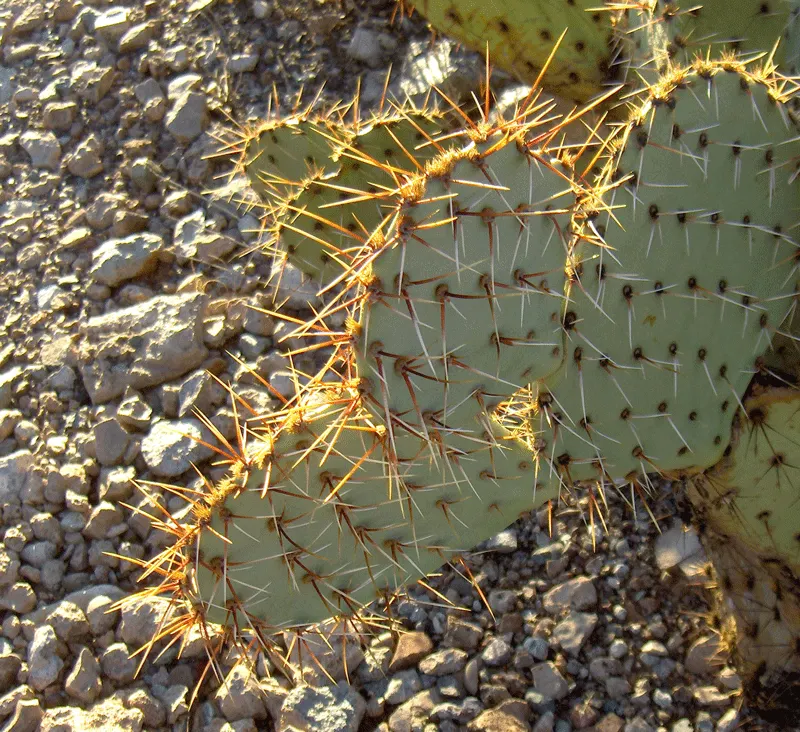 Sprawling Prickly Pear (Opuntia Phaeacantha) — When incorporating this plant into your landscape designs; which are edible and often attract local