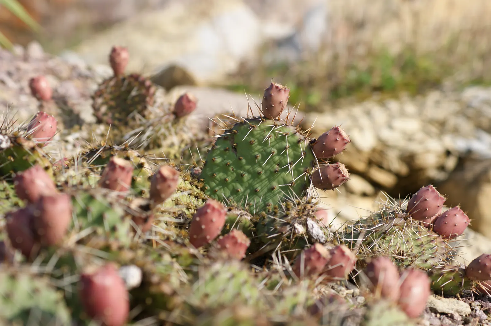 Sprawling Prickly Pear (Opuntia Phaeacantha) — the Opuntia phaeacantha is an excellent choice for xeriscaping; it prefers full sun exposure and well-draining