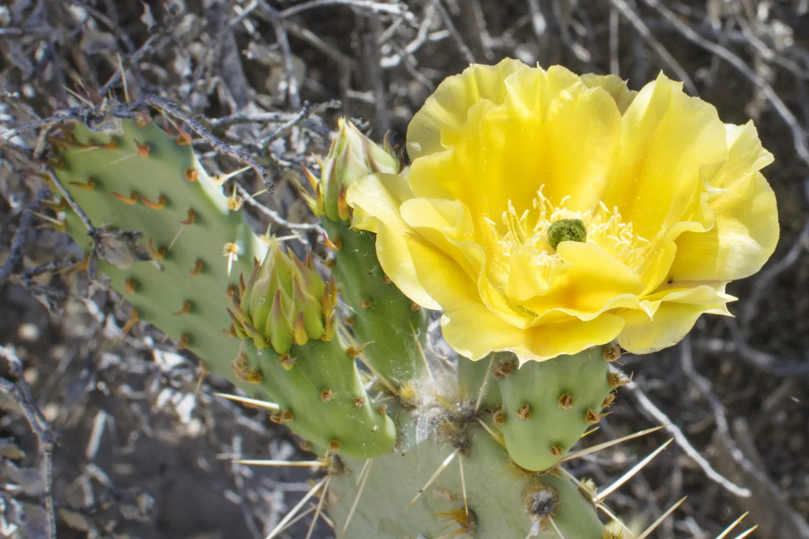 Sprawling Prickly Pear (Opuntia Phaeacantha) — be mindful of its thorny presence and consider its placement away from high-traffic areas; cactus / shrub /