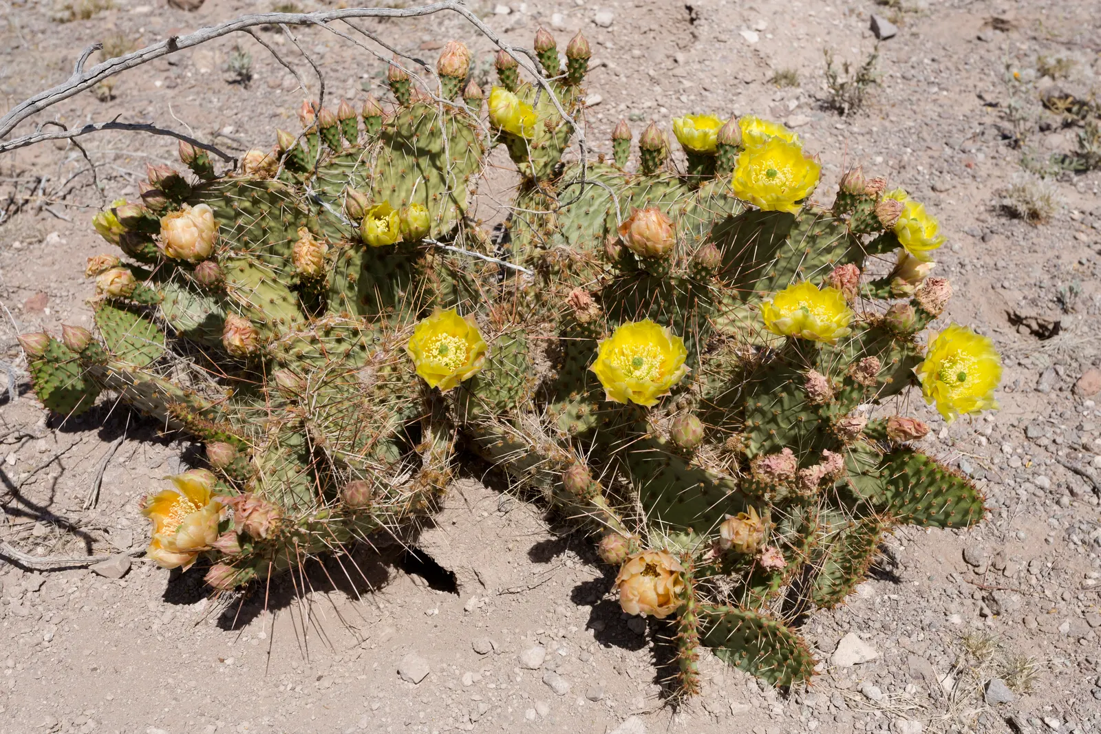 Sprawling Prickly Pear (Opuntia Phaeacantha) — The Sprawling Prickly Pear (Opuntia phaeacantha); this low-maintenance plant thrives in full sun and