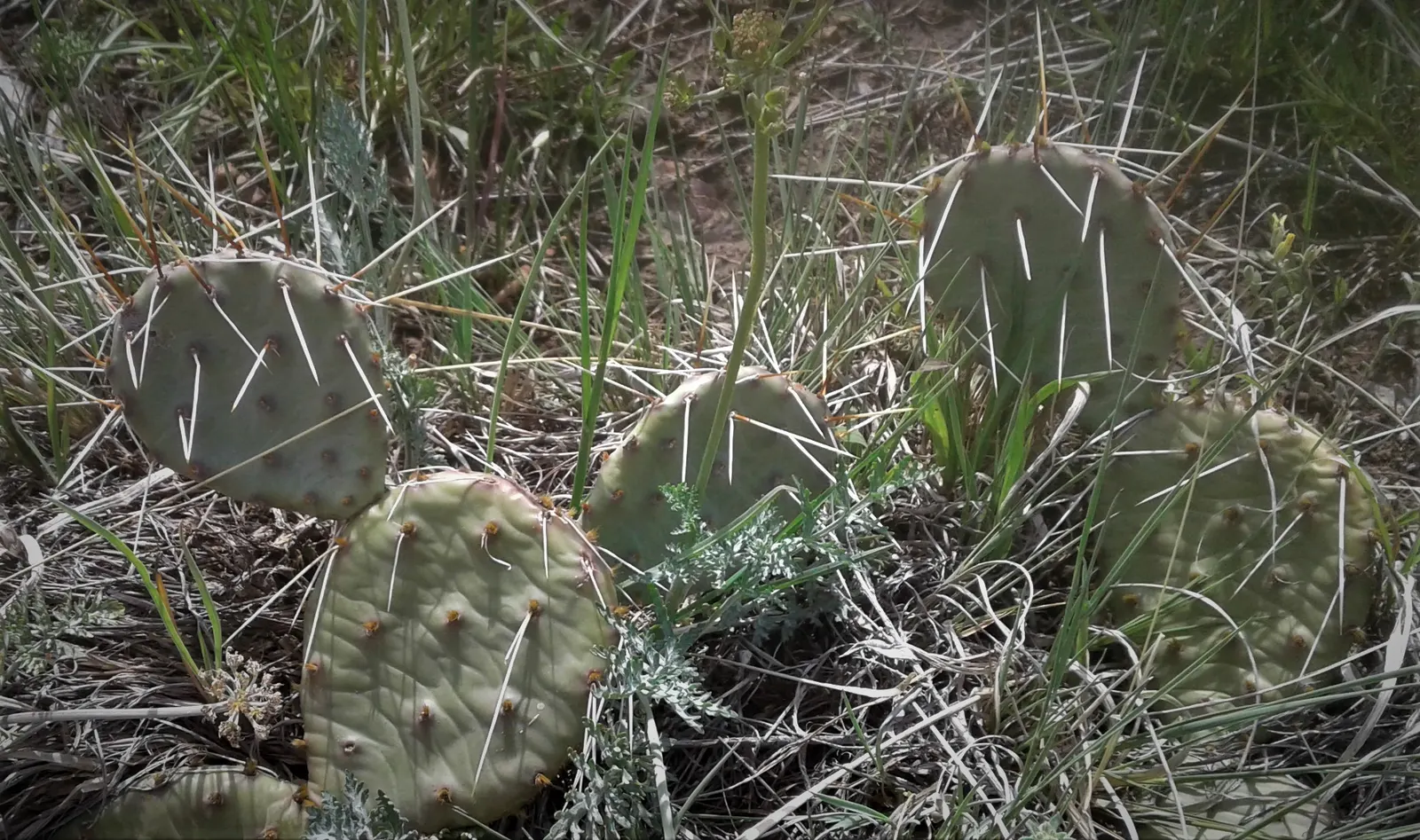 Sprawling Prickly Pear (Opuntia Phaeacantha) — This low-maintenance plant thrives in full sun and well-draining soil; features paddle-like pads, image 50