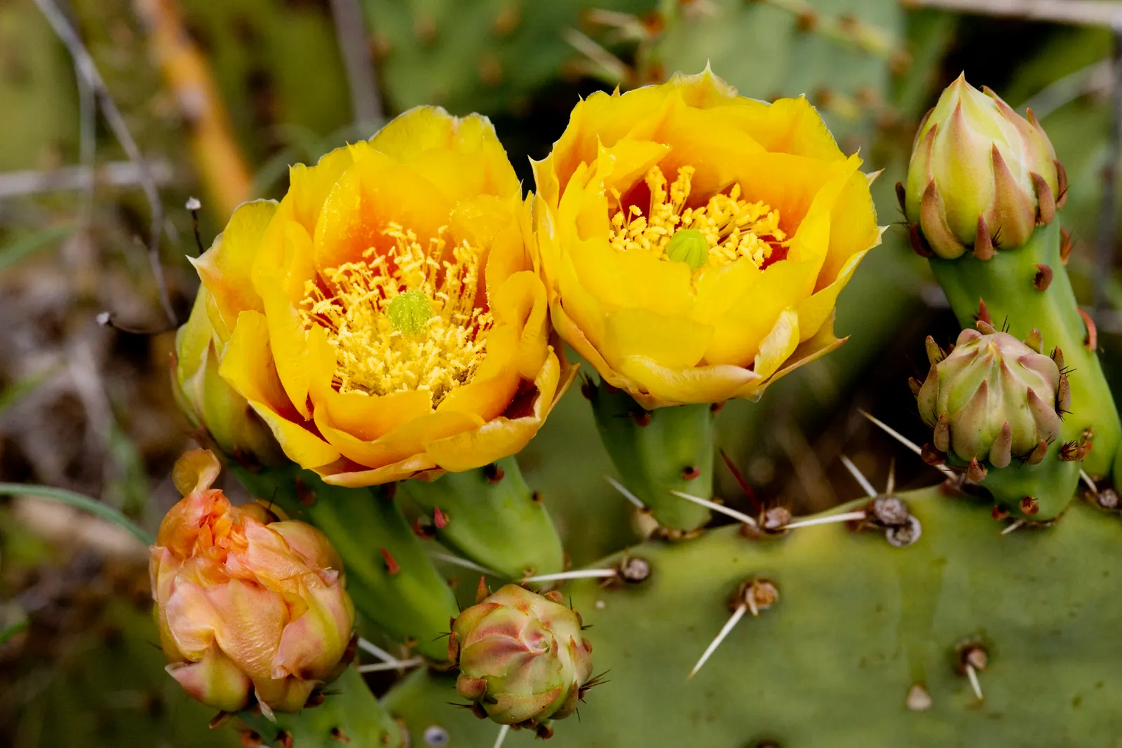 Sprawling Prickly Pear (Opuntia Phaeacantha) — It prefers full sun exposure and well-draining soil, making it a low-maintenance addition to any garden