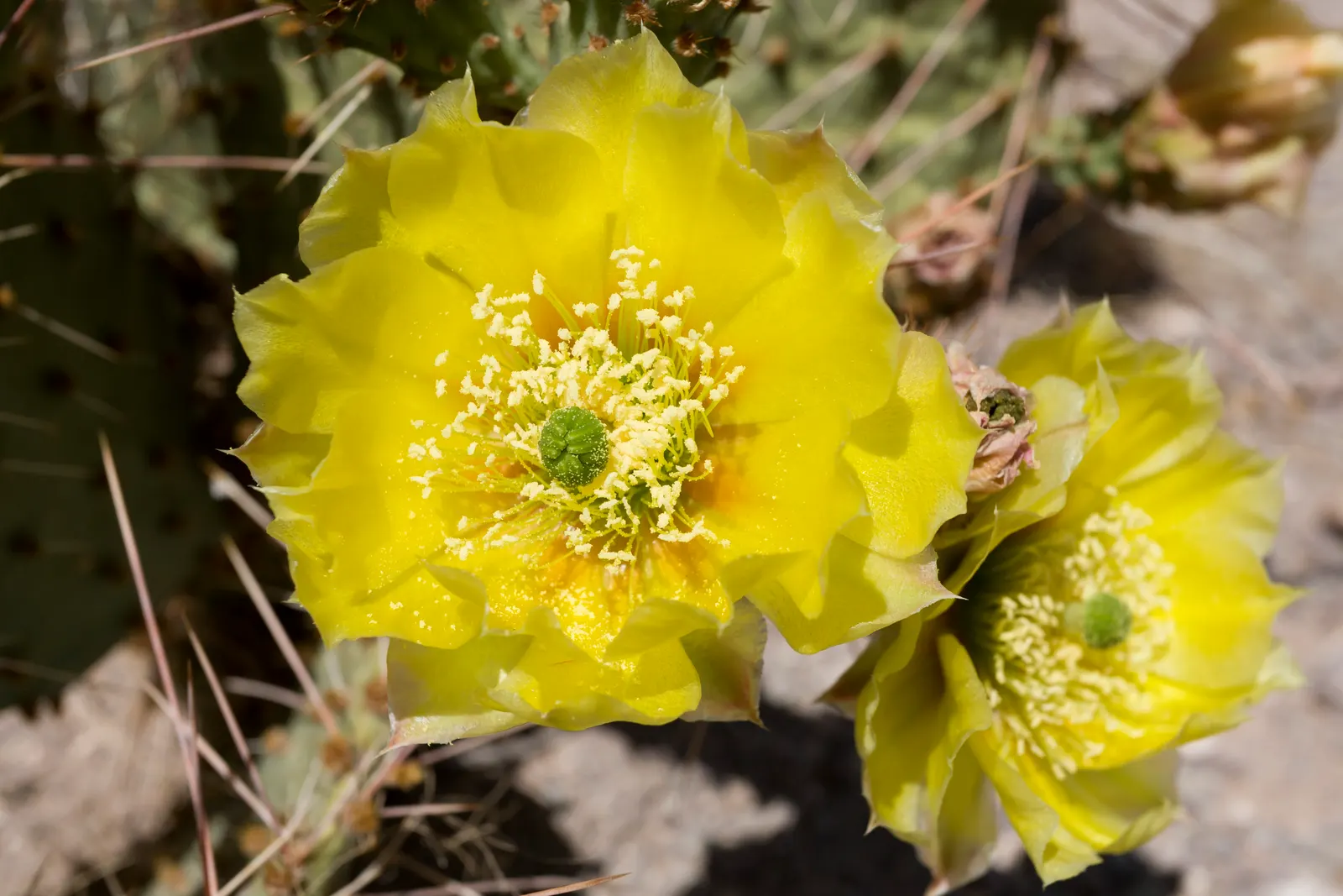 Sprawling Prickly Pear (Opuntia Phaeacantha) — cactus / shrub / succulent with yellow blooms