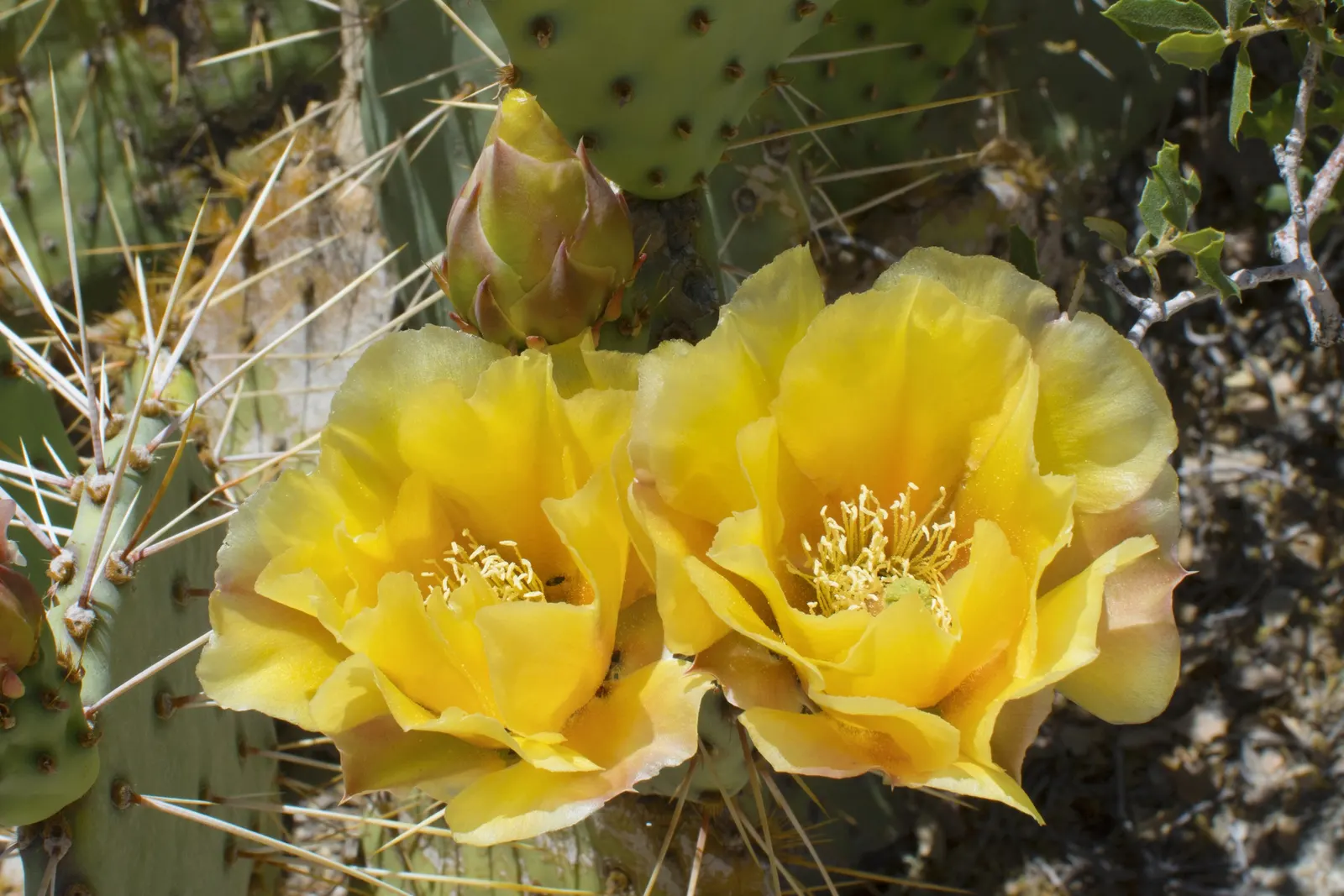 Sprawling Prickly Pear (Opuntia Phaeacantha) — It is well-suited for USDA zones 6 through 9; yellow flowers in the garden