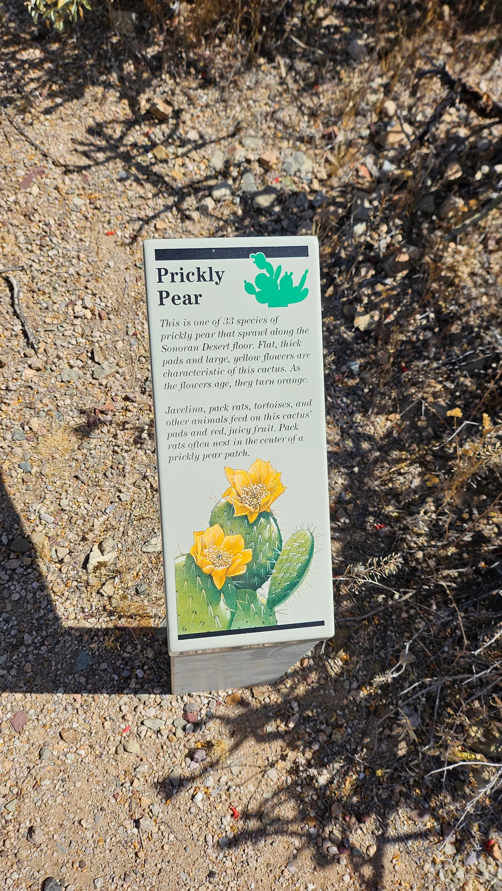 Sprawling Prickly Pear (Opuntia Phaeacantha) — with a spread that can reach up to 4 to 6 feet
