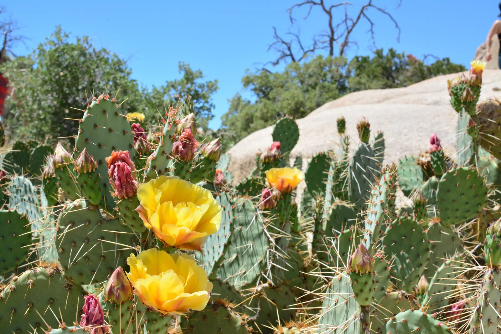 Sprawling Prickly Pear (Opuntia Phaeacantha) — scientifically known as Opuntia phaeacantha; cactus / shrub / succulent for full or half