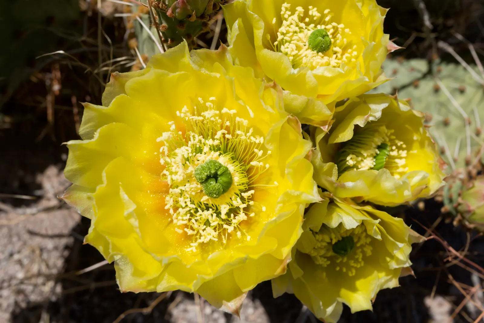 Sprawling Prickly Pear (Opuntia Phaeacantha) — It produces yellow to orange blooms with a diameter of 2-3 inches, followed by purplish fruits