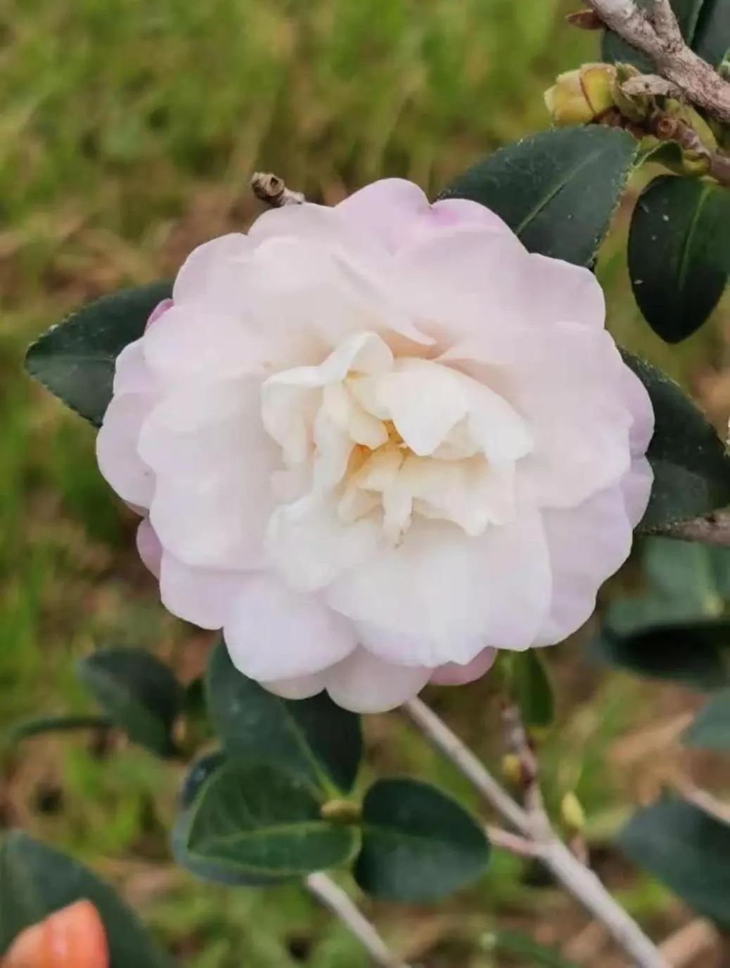 Sasanqua Camellia (Camellia Sasanqua) — <br><br>This species thrives in USDA Hardiness Zones 7 through 9; the bloom size varies from about 1.5 to 3 inches in