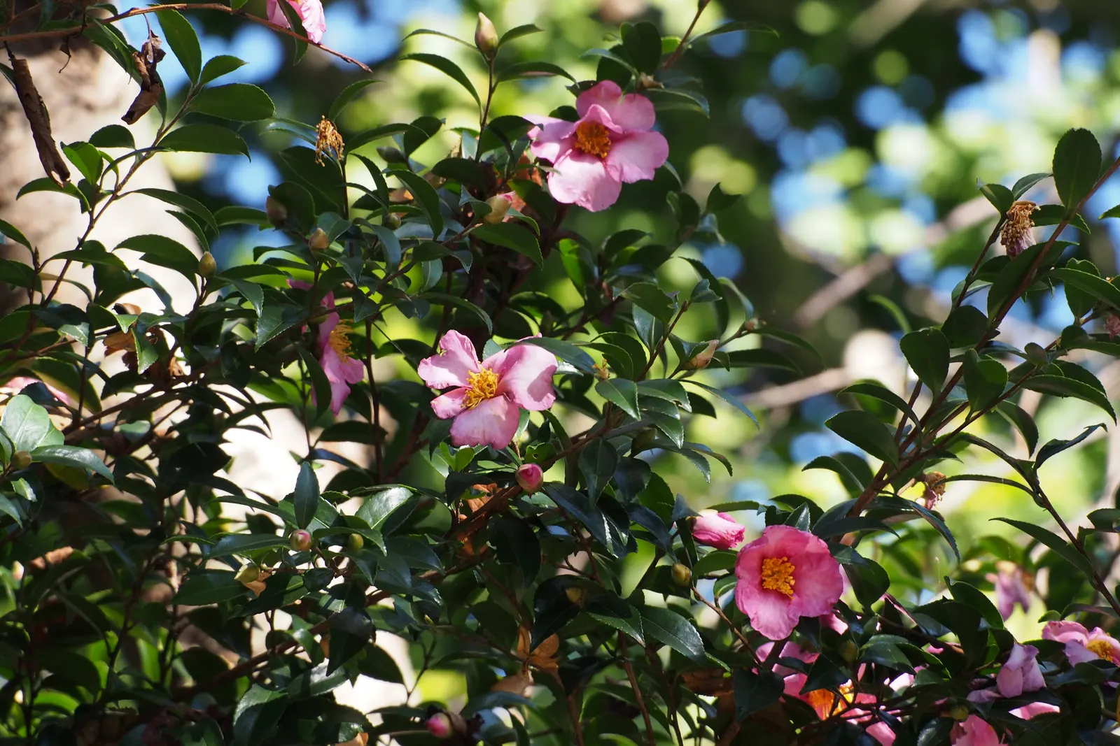 Sasanqua Camellia (Camellia Sasanqua) — allowing it to be incorporated seamlessly as both a foundation planting or an ornamental accent; <br><br>This species