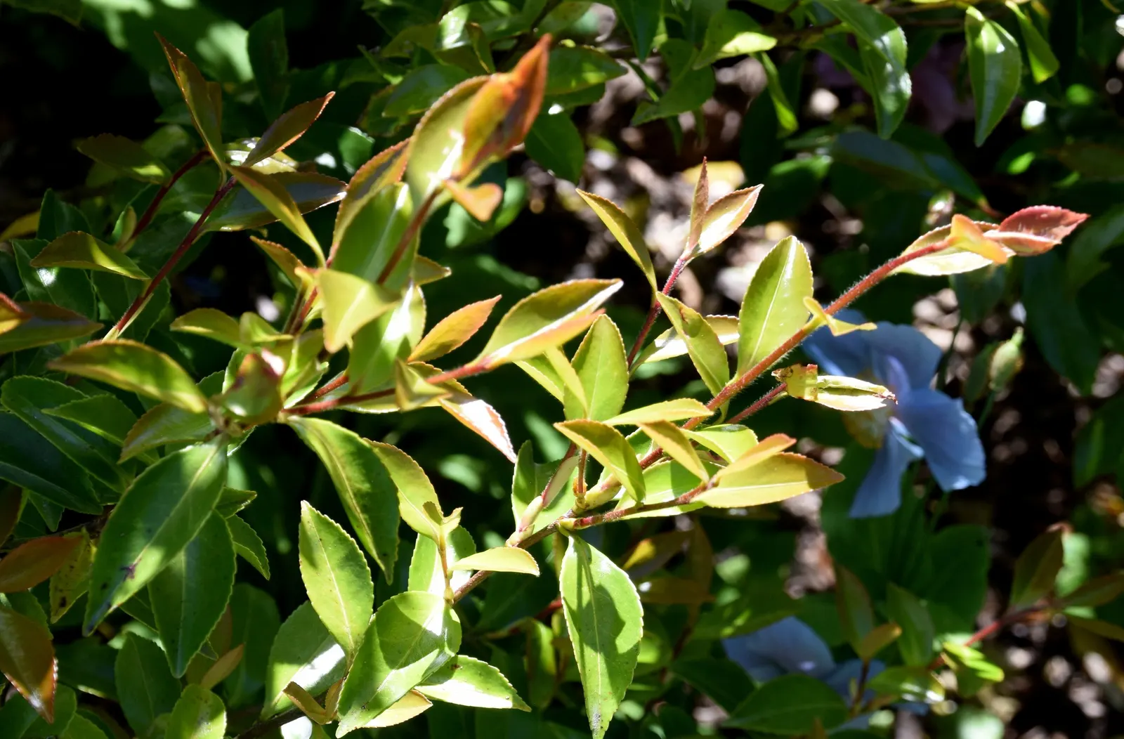 Sasanqua Camellia (Camellia Sasanqua) — it boasts an array of flower forms from simple single petals to more intricate semi-double or double blossoms; camellia