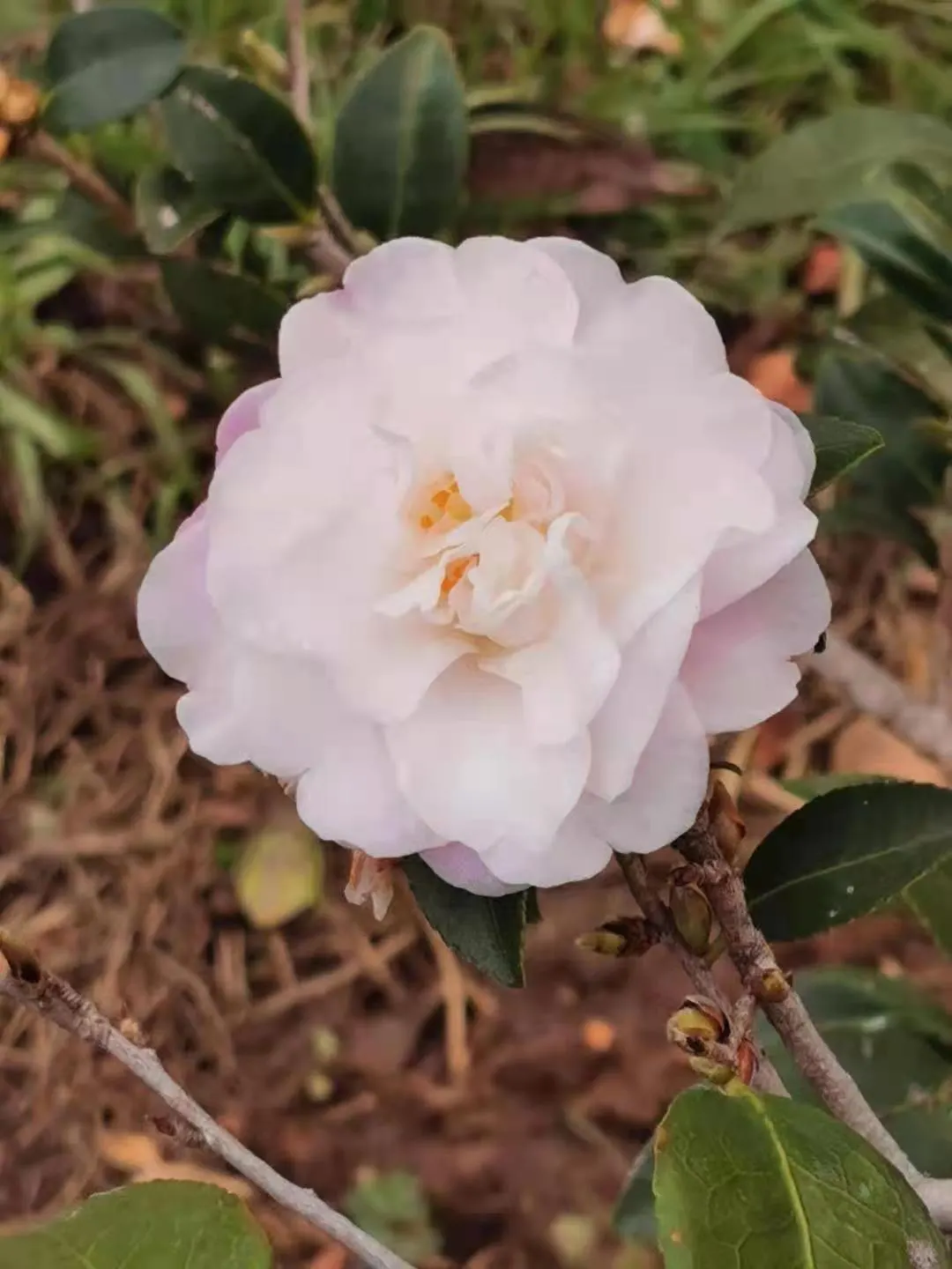 Sasanqua Camellia (Camellia Sasanqua) — easing into an attractive; and can be shaped into hedges or espaliered for decorative appeal, image 62