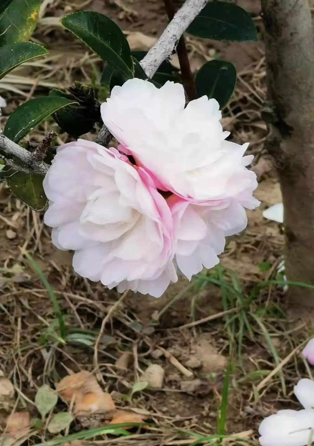 Sasanqua Camellia (Camellia Sasanqua) — or even container gardening; however, it's imperative to shelter them from intense afternoon rays, image 96