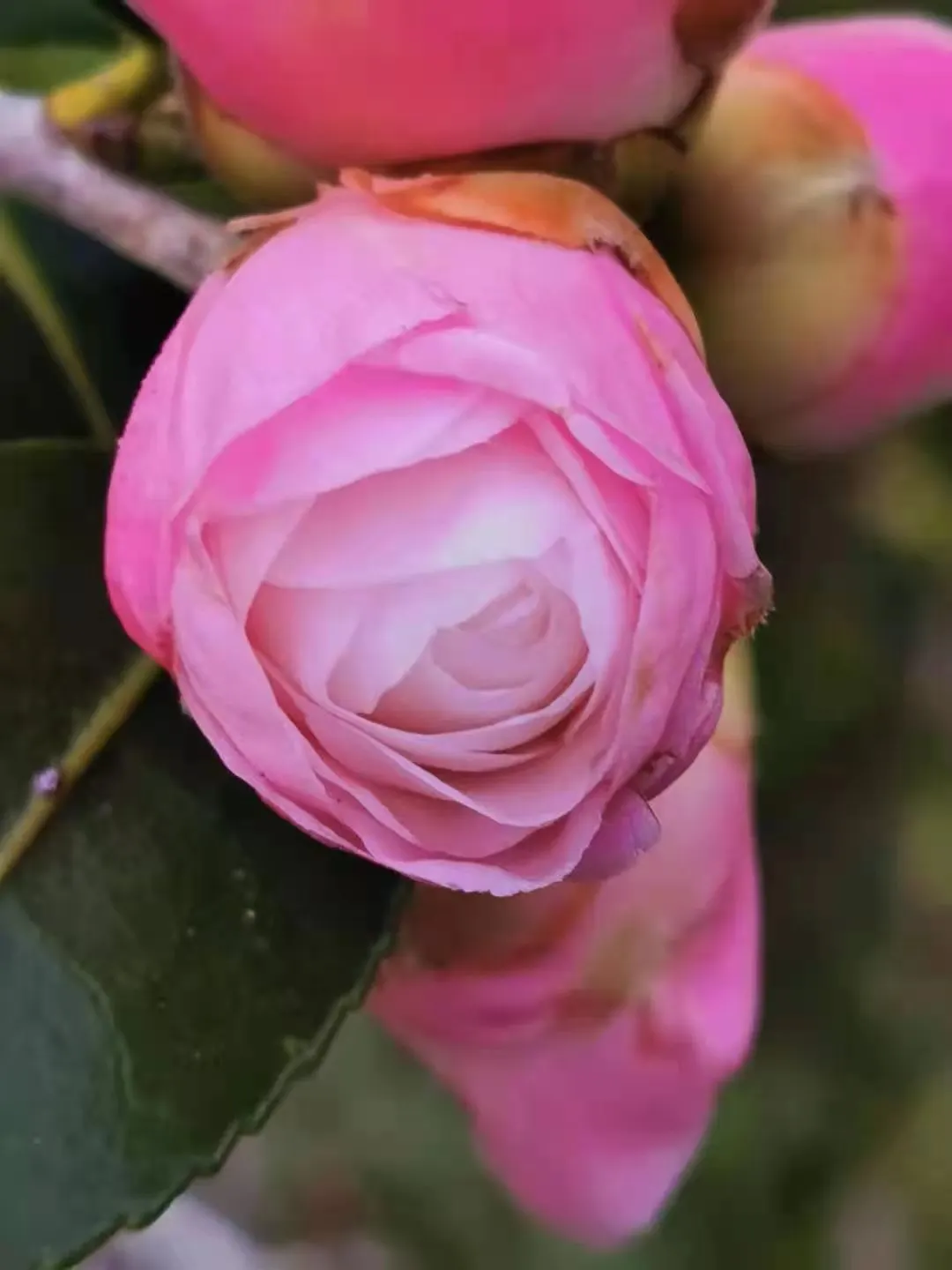 Sasanqua Camellia (Camellia Sasanqua) — and can be shaped into hedges or espaliered for decorative appeal; it boasts an array of flower forms from, image 56