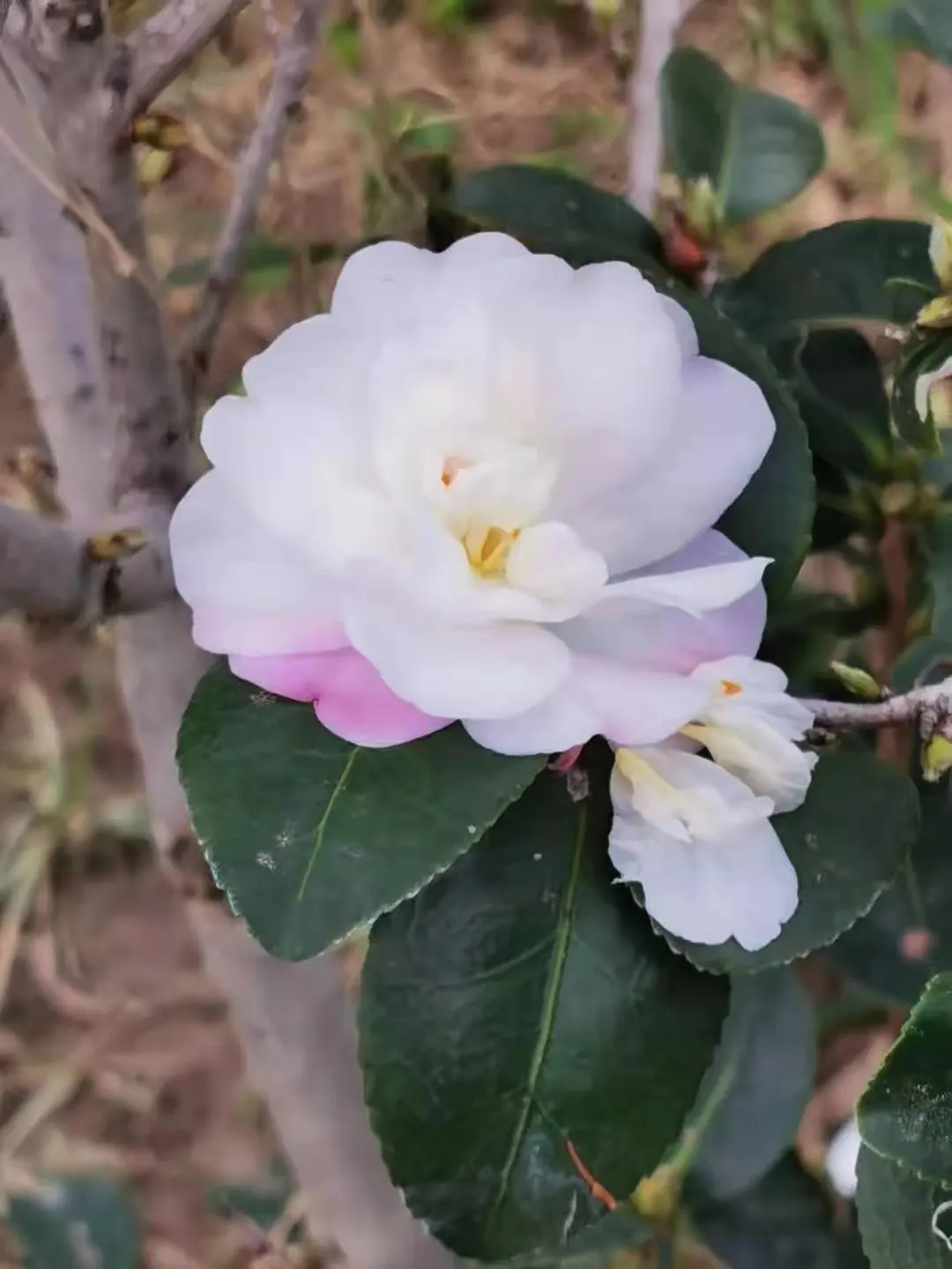 Sasanqua Camellia (Camellia Sasanqua) — you invite a blend of classic style; is an evergreen shrub renowned for its elegant beauty and versatility, image 73