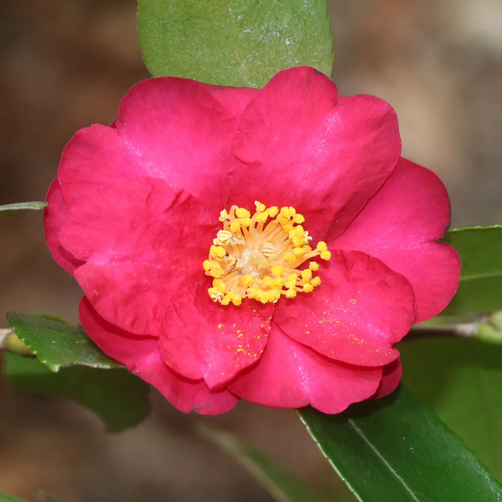 Sasanqua Camellia (Camellia Sasanqua) — or red petals offer a stunning contrast in cool-season gardens; commonly referred to as Sasanqua Camellia, image 55