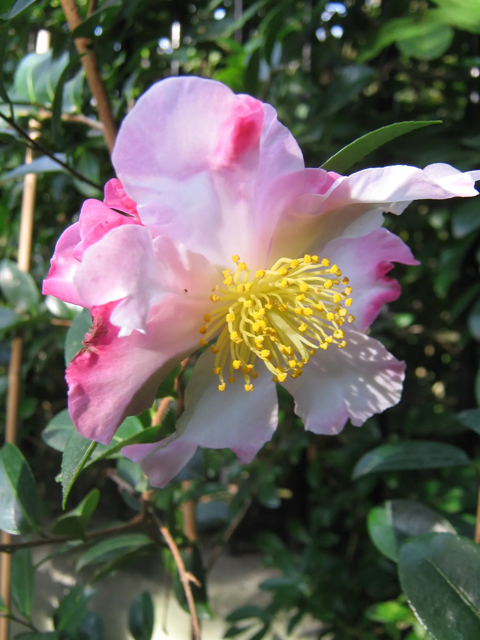 Sasanqua Camellia (Camellia Sasanqua) — This plant's glossy foliage and cascades of white; multi-colored and pink flowers in the garden