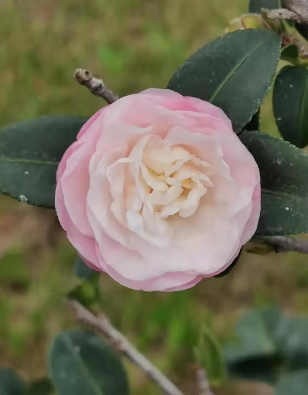 Sasanqua Camellia (Camellia Sasanqua) — it thrives in partial shade with well-drained; preferring well-draining acidic soil with partial shade to full sun
