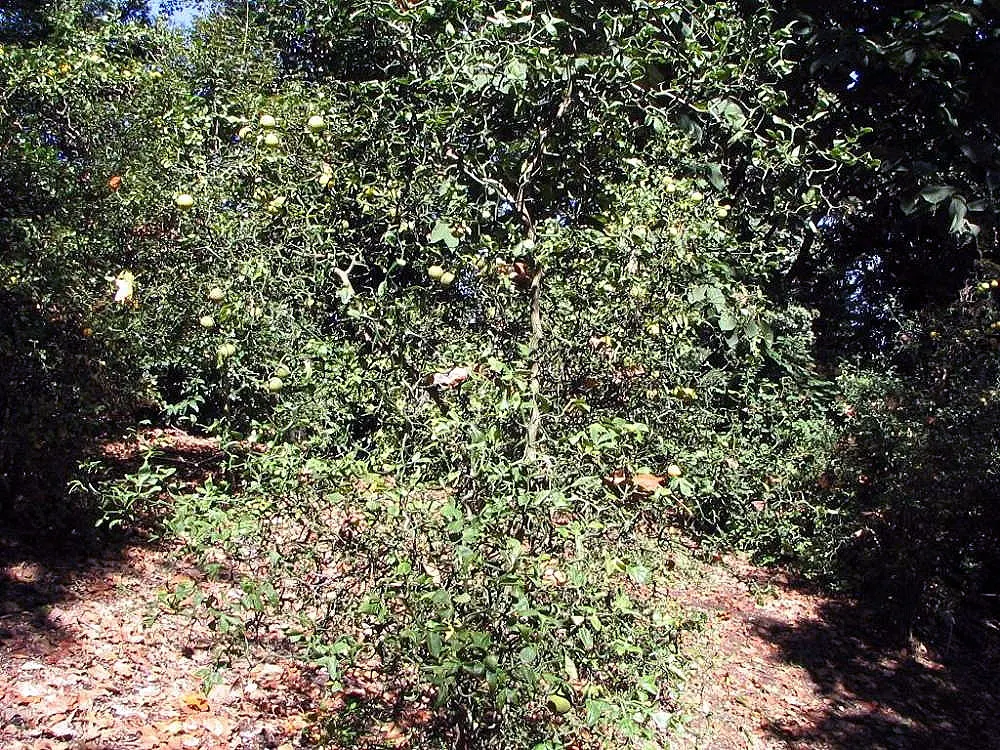 Sasanqua Camellia (Camellia Sasanqua) — Camellia sasanqua, a broad-leaved evergreen shrub, is esteemed for its elegant winter blooms; this plant's, image 76