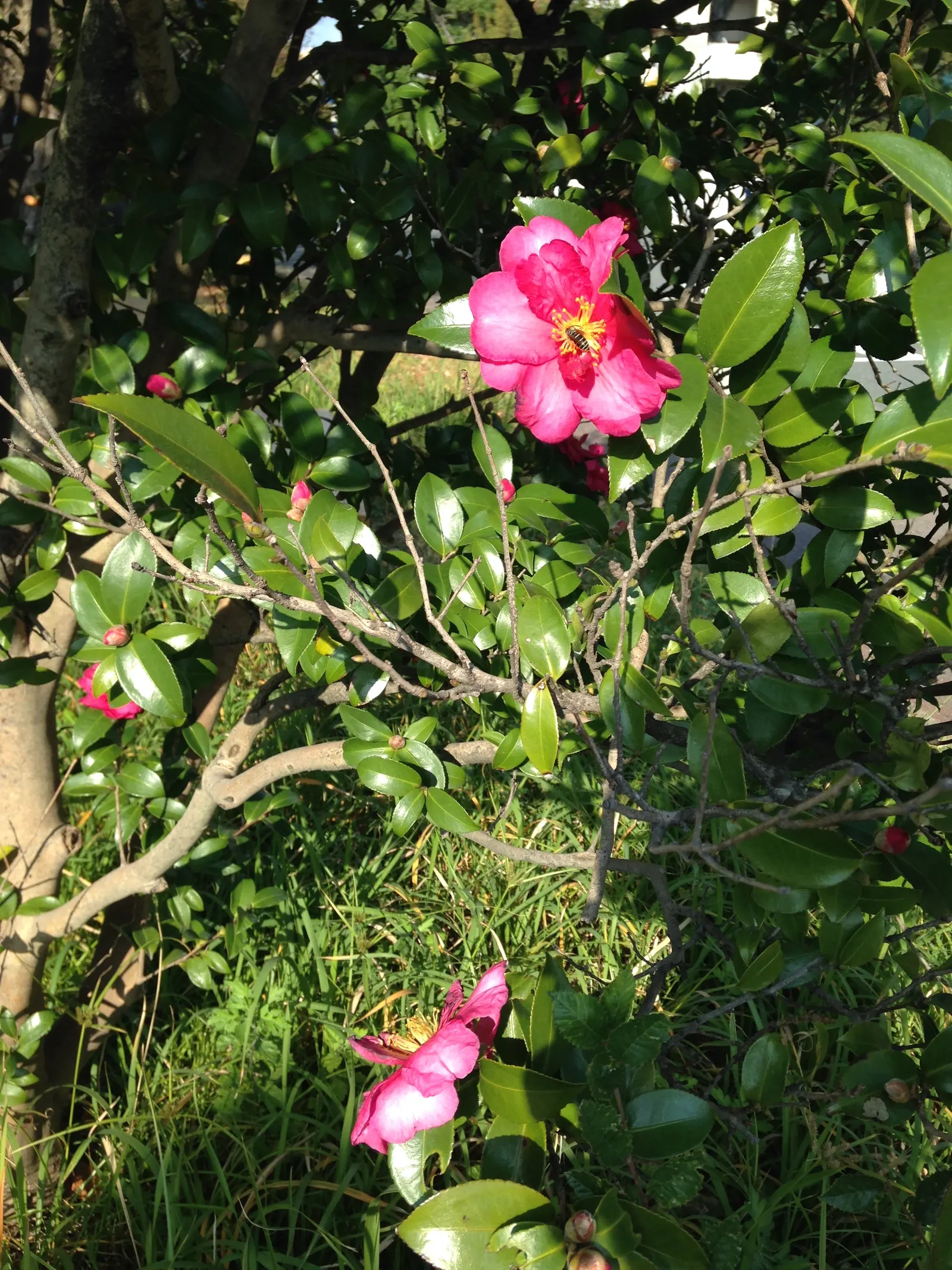 Sasanqua Camellia (Camellia Sasanqua) — is an evergreen shrub renowned for its elegant beauty and versatility in landscape design; it thrives in, image 58