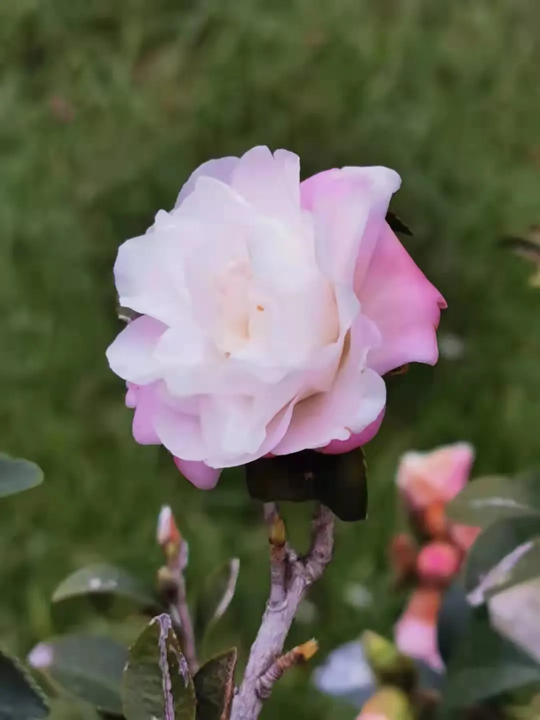 Sasanqua Camellia (Camellia Sasanqua) — easing into an attractive; and can be shaped into hedges or espaliered for decorative appeal