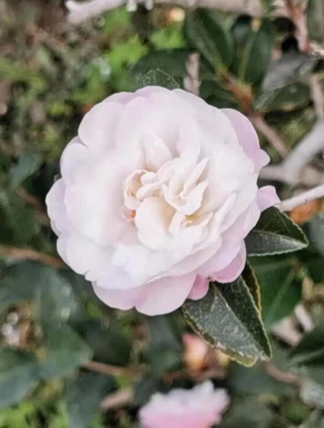 Sasanqua Camellia (Camellia Sasanqua) — Its growth habit is upright and pyramidal
