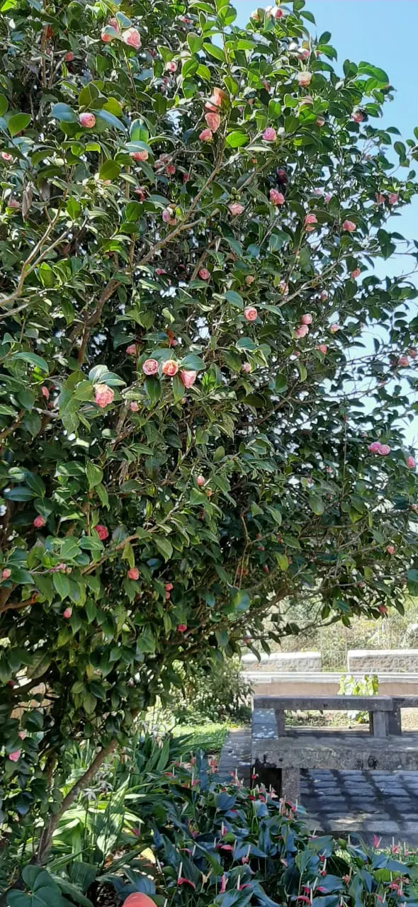 Sasanqua Camellia (Camellia Sasanqua) — or red petals offer a stunning contrast in cool-season gardens; commonly referred to as Sasanqua Camellia, image 80
