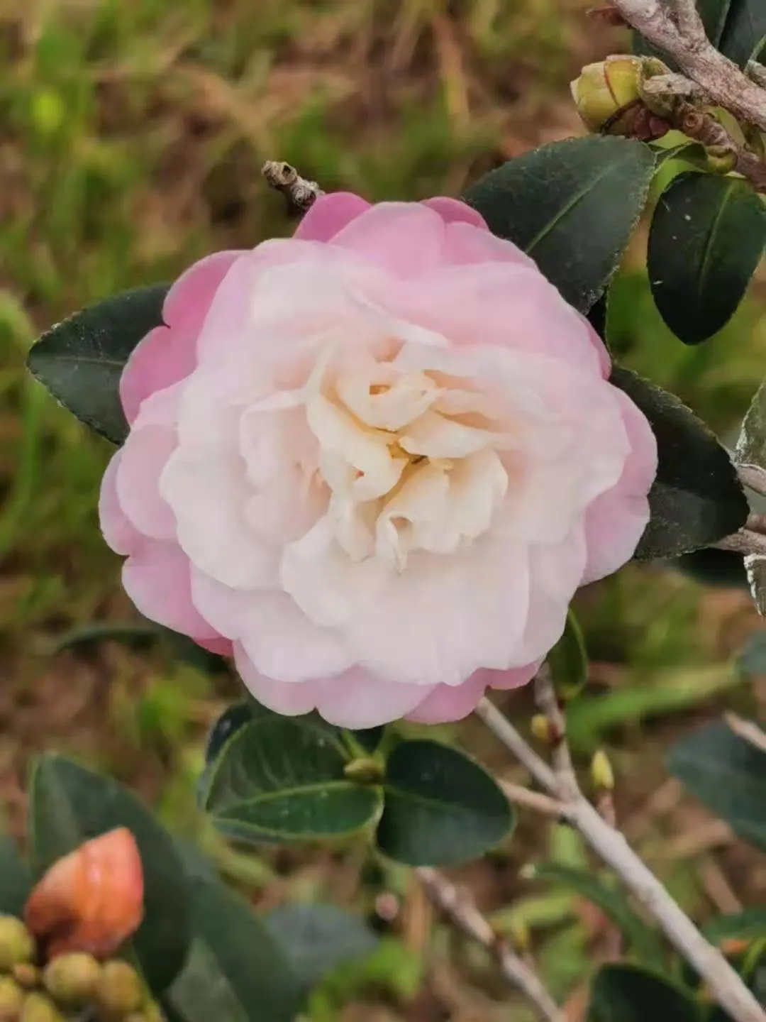 Sasanqua Camellia (Camellia Sasanqua) — it thrives in partial shade with well-drained