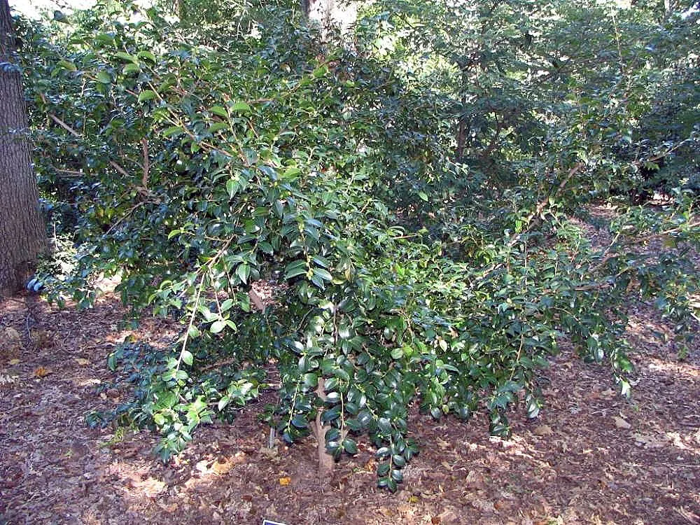 Sasanqua Camellia (Camellia Sasanqua) — Camellia sasanqua, a broad-leaved evergreen shrub, is esteemed for its elegant winter blooms; this plant's, image 101