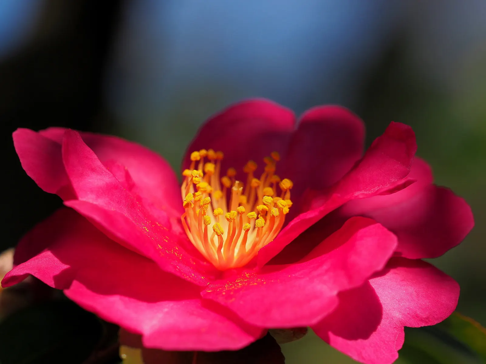 Sasanqua Camellia (Camellia Sasanqua) — commonly referred to as Sasanqua Camellia