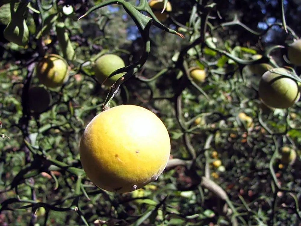 Sasanqua Camellia (Camellia Sasanqua) — <br><br>This species thrives in USDA Hardiness Zones 7 through 9; the bloom size varies from about 1.5 to 3, image 92