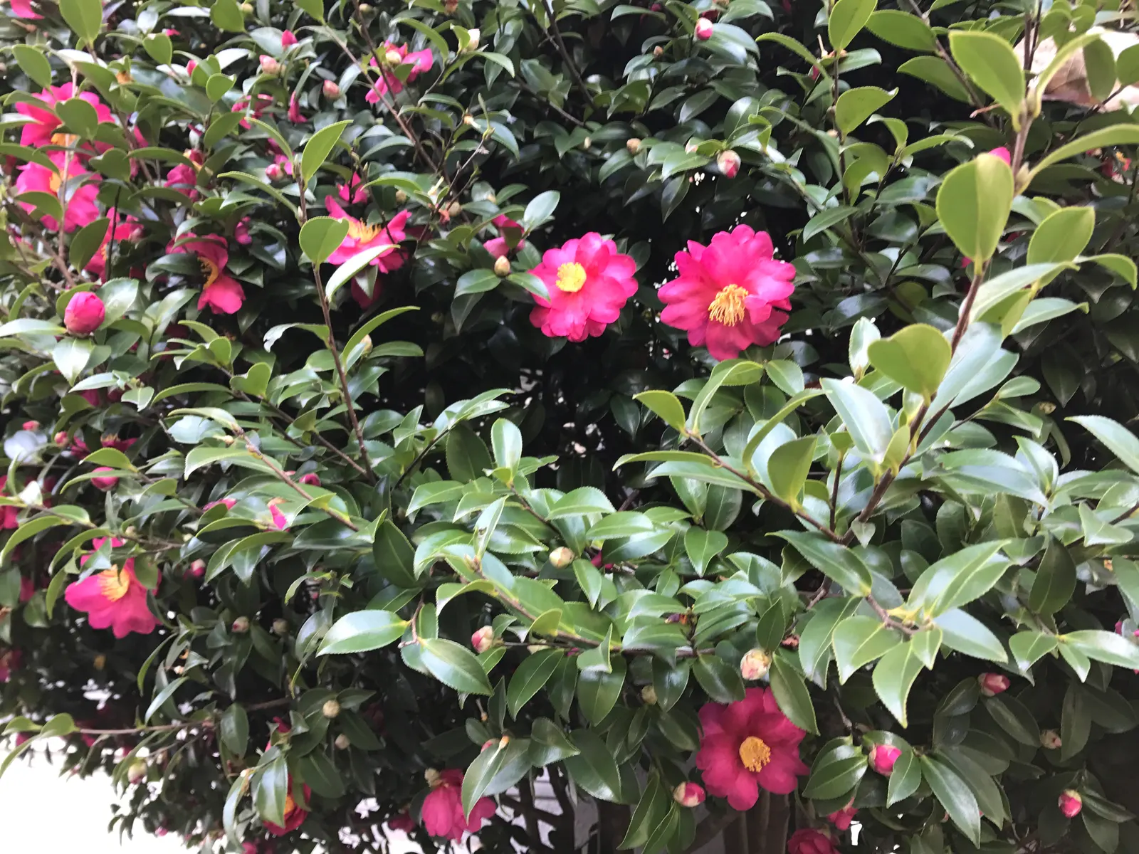 Sasanqua Camellia (Camellia Sasanqua) — multi-colored and pink flowers in the garden; to ensure robust growth and bountiful flowering, image 75