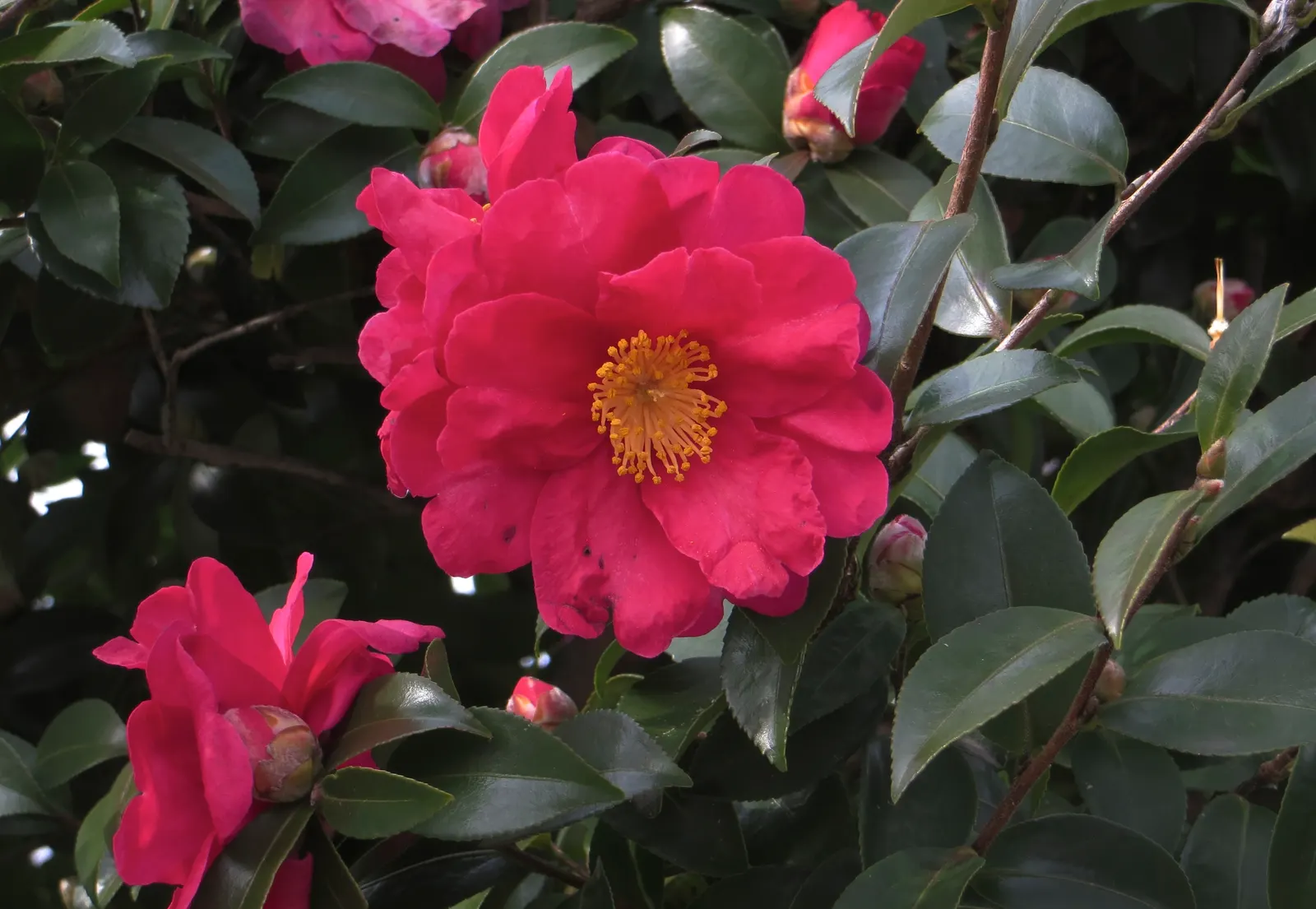 Sasanqua Camellia (Camellia Sasanqua) — you invite a blend of classic style