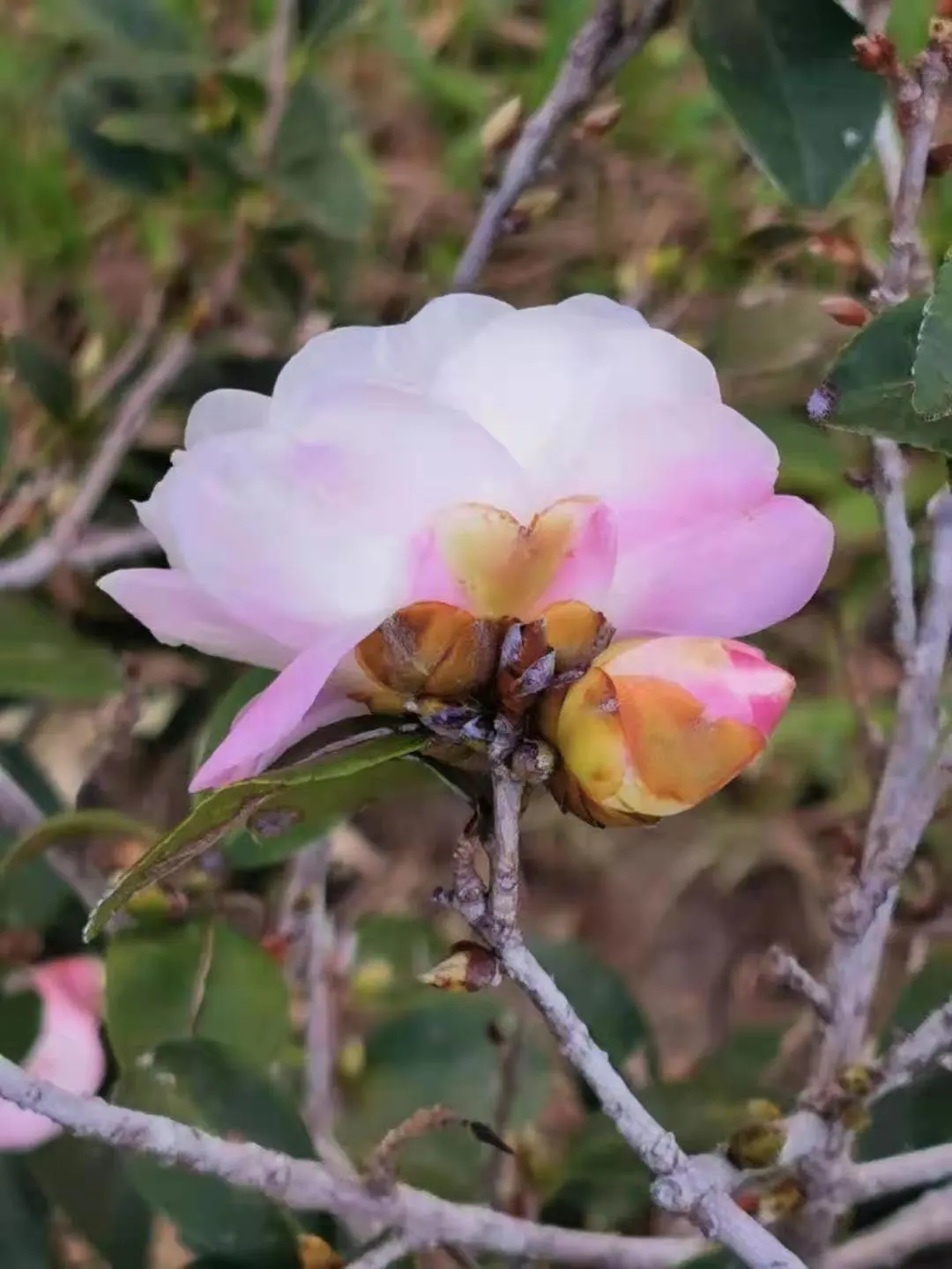 Sasanqua Camellia (Camellia Sasanqua) — Its growth habit is upright and pyramidal; and year-round interest with its evergreen demeanor and seasonal, image 86