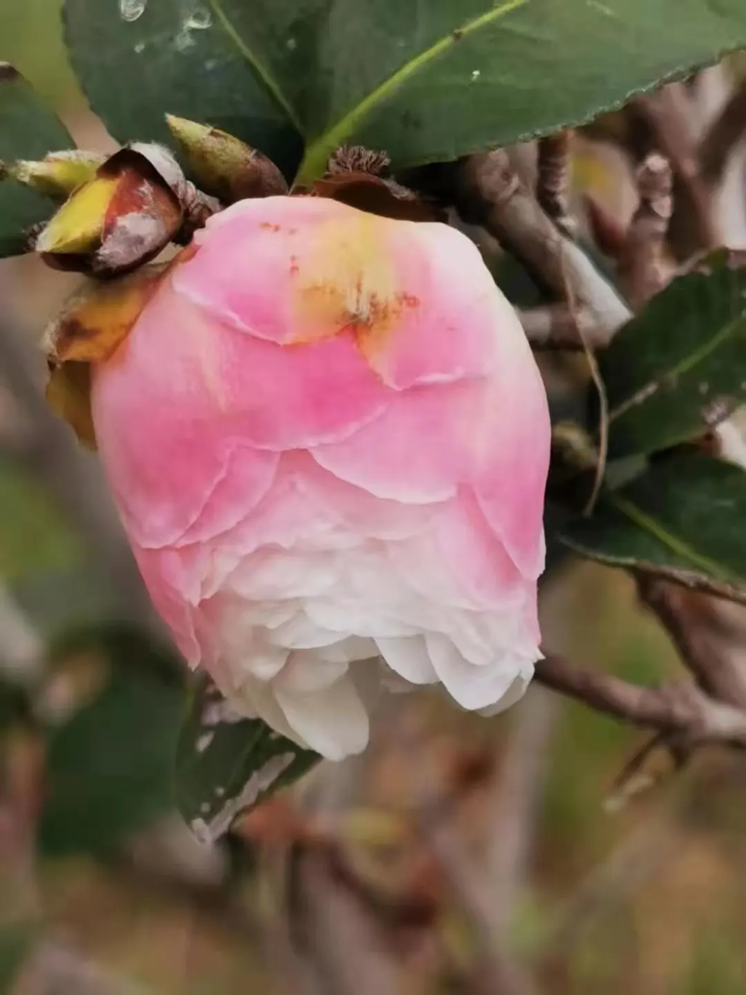 Sasanqua Camellia (Camellia Sasanqua) — The bloom size varies from about 1.5 to 3 inches in diameter
