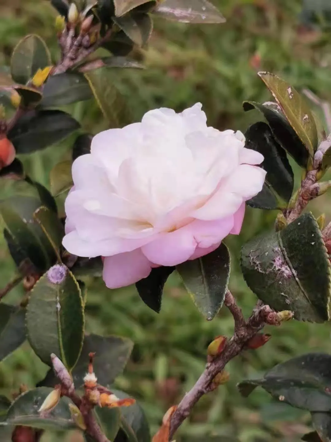 Sasanqua Camellia (Camellia Sasanqua) — with colors ranging from pure white to deep pink shades; typically reaching 4-12 feet in height and 5-10 feet in width