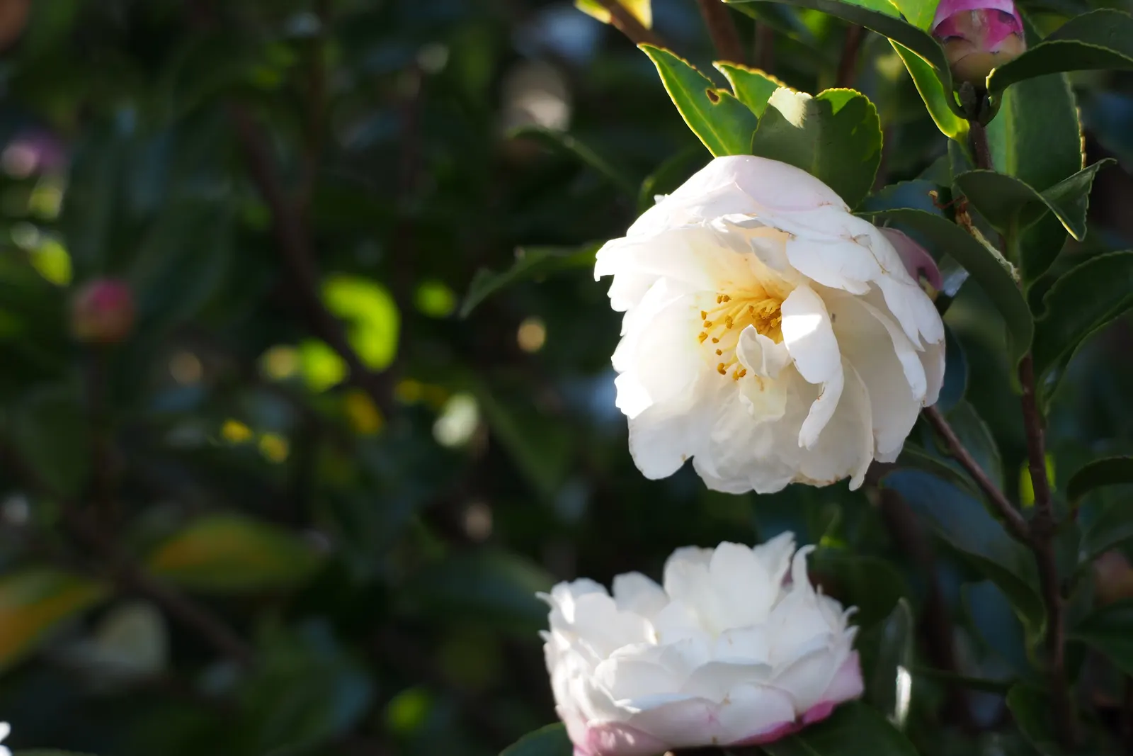 Sasanqua Camellia (Camellia Sasanqua) — or even container gardening